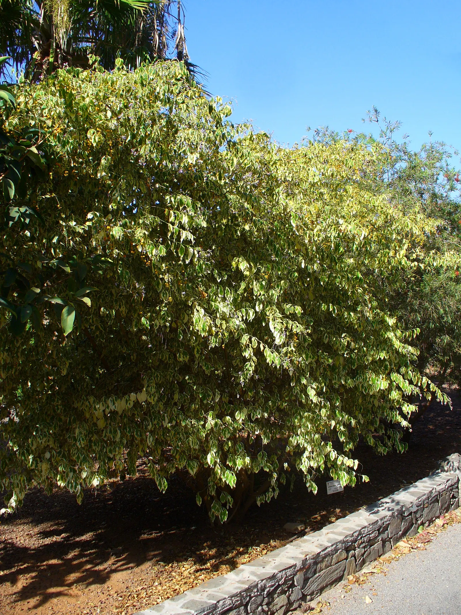 Variegated Sky Flower (Duranta Erecta 'Variegata') — Reaching heights up to 6 feet, it bears delicate purple blooms in summer followed by ornamental golden