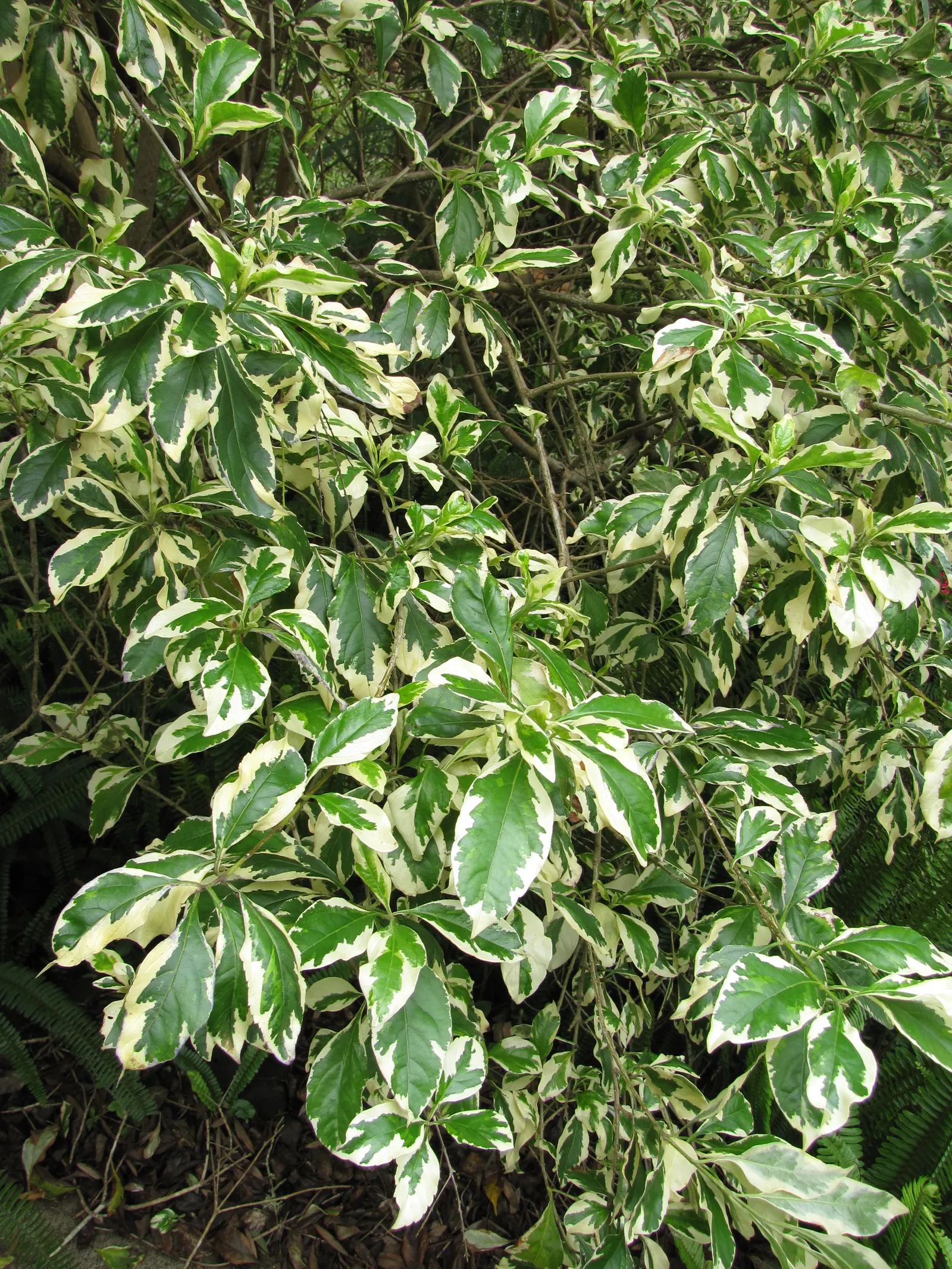 Variegated Sky Flower (Duranta Erecta 'Variegata') — These tubular blossoms attract pollinators such as butterflies and bees, adding dynamic life to the garden