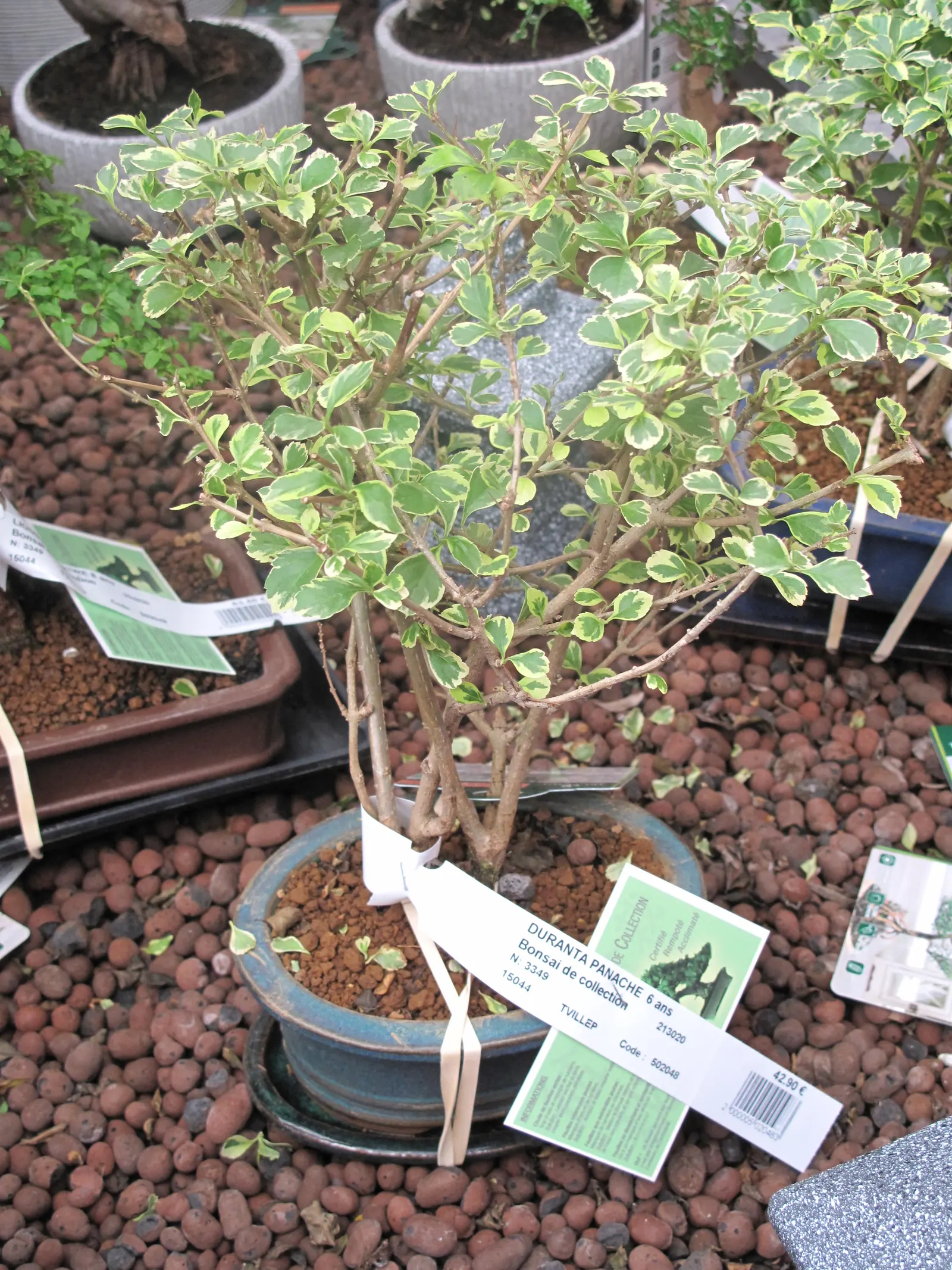Variegated Sky Flower (Duranta Erecta 'Variegata') — shrub with blue blooms