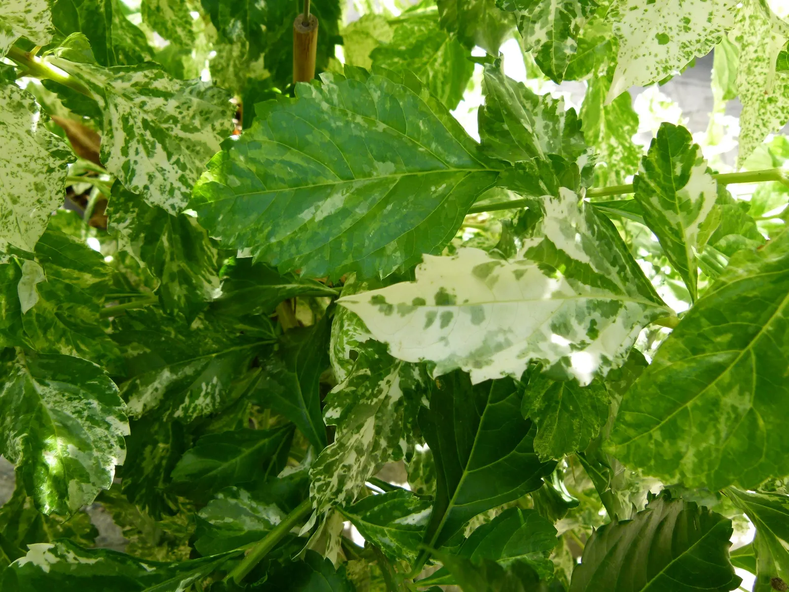 Variegated Sky Flower (Duranta Erecta 'Variegata') — or container planting in a comprehensive garden design