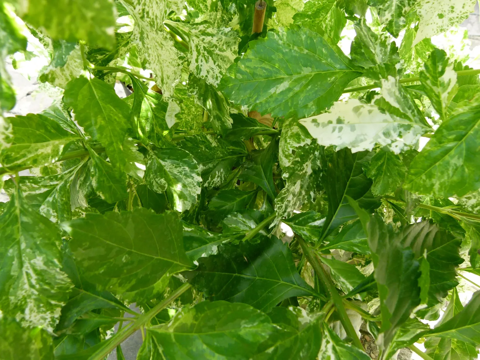 Variegated Sky Flower (Duranta Erecta 'Variegata') — This plant's versatility and striking variegation make it an excellent choice for focal points