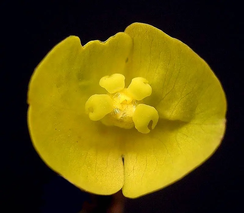 Wood Spurge (Euphorbia Robbiae) — preferring loamy or sandy substrates