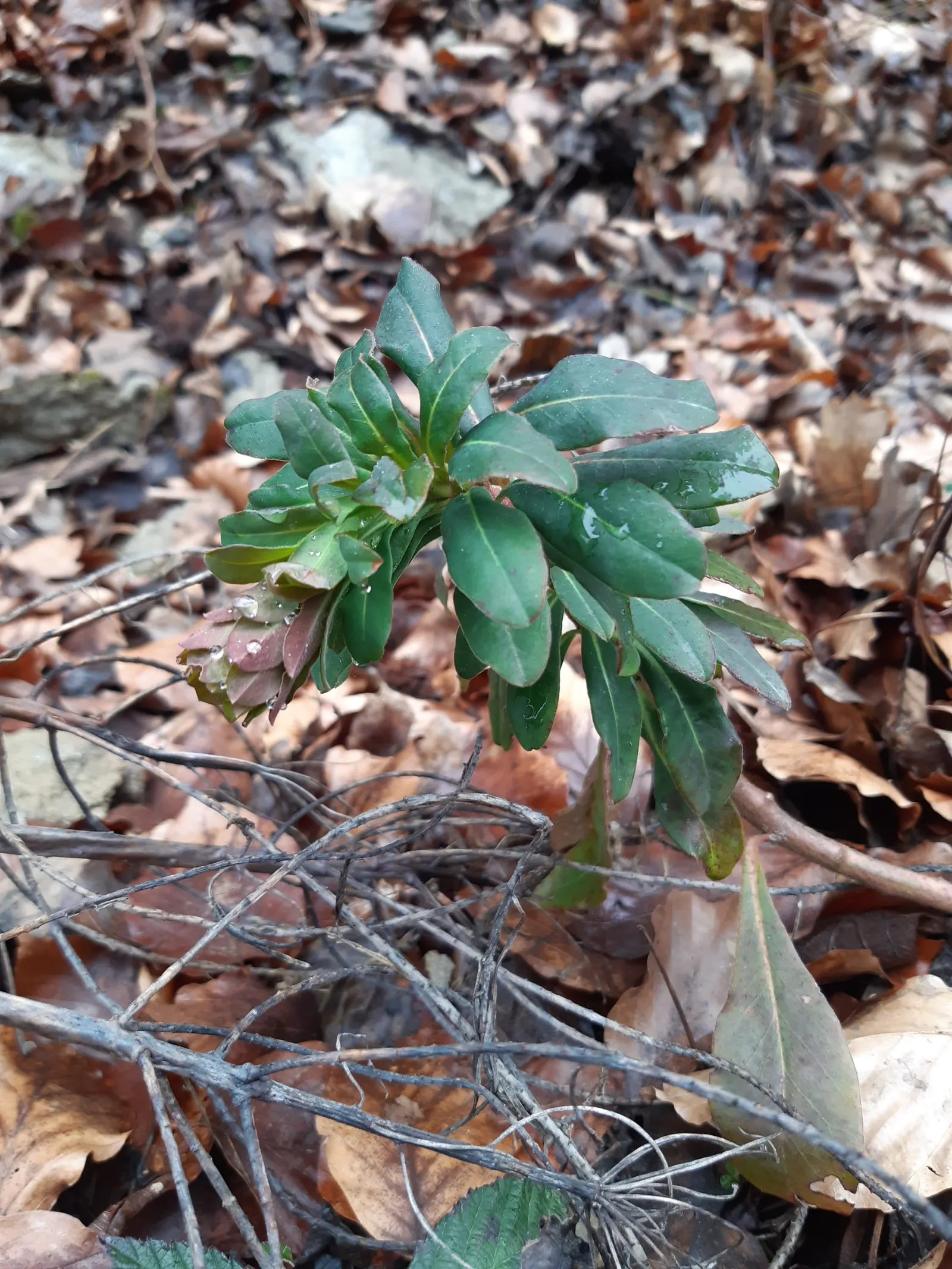 Wood Spurge (Euphorbia Robbiae) — thus caution should be exercised during handling; which can be irritating to skin and toxic if ingested