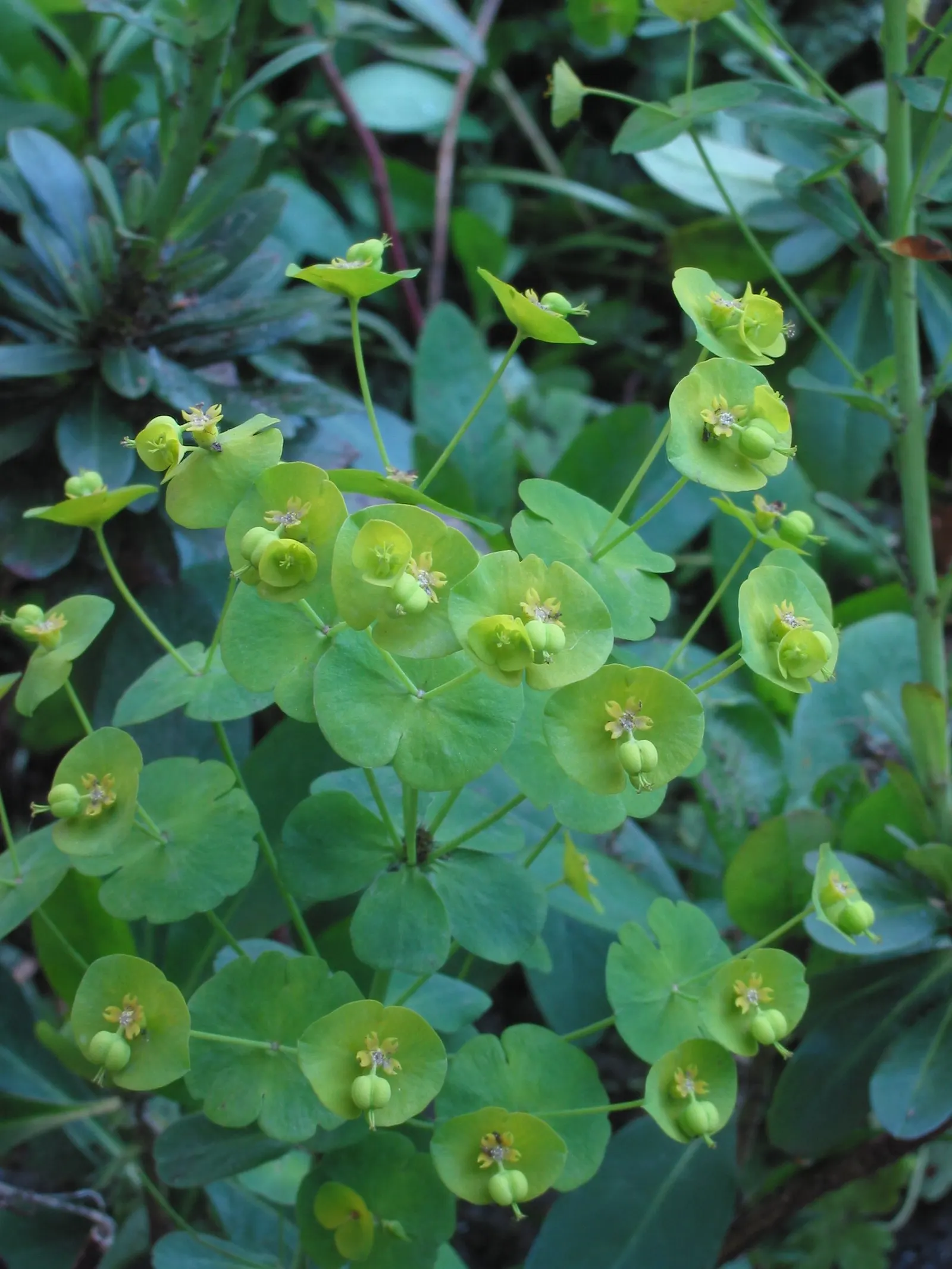Wood Spurge (Euphorbia Robbiae) — plants should be situated approximately 1 foot apart to allow for their spreading habit
