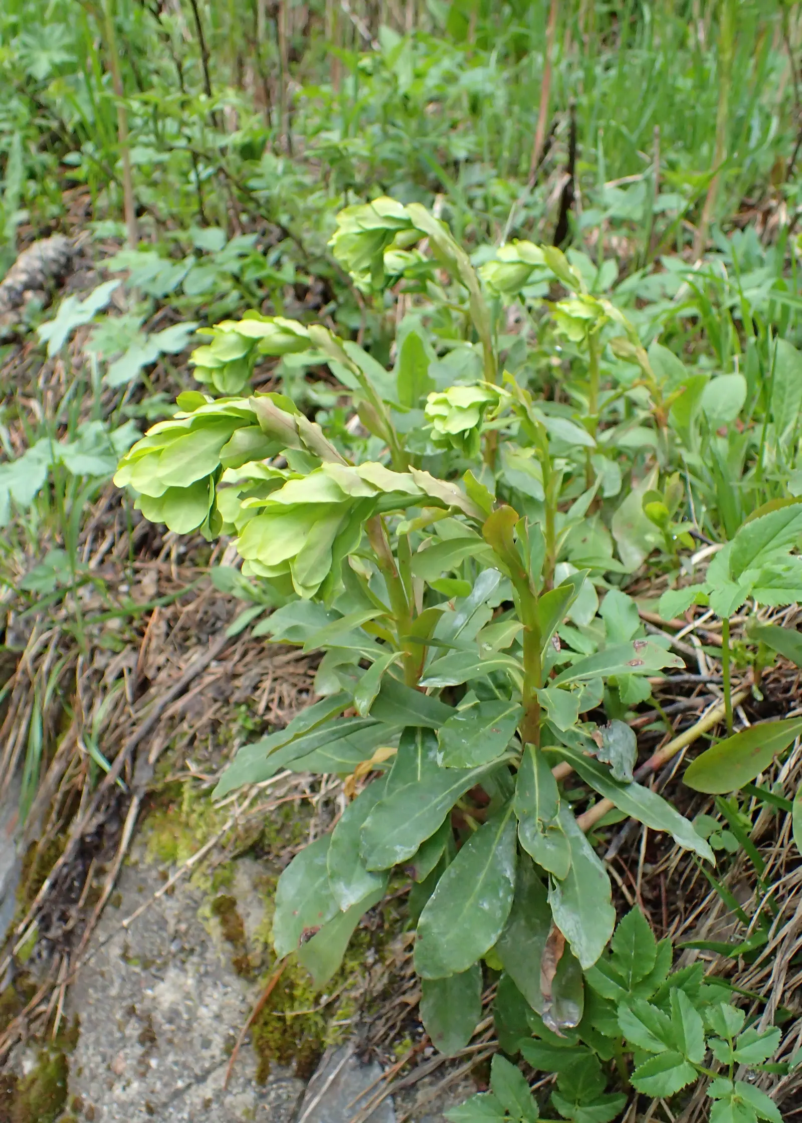 Wood Spurge (Euphorbia Robbiae) — expanding up to 24 inches wide and 18 inches tall; which can be irritating to skin and toxic if ingested