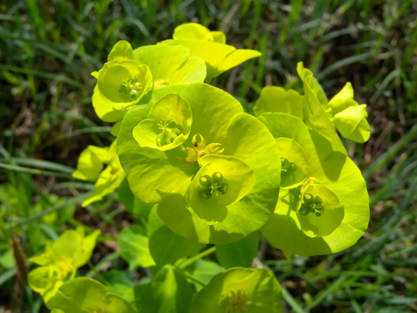 Wood Spurge (Euphorbia Robbiae) — Its drought tolerance is noteworthy, but regular watering will encourage lusher growth; which can be irritating to skin and