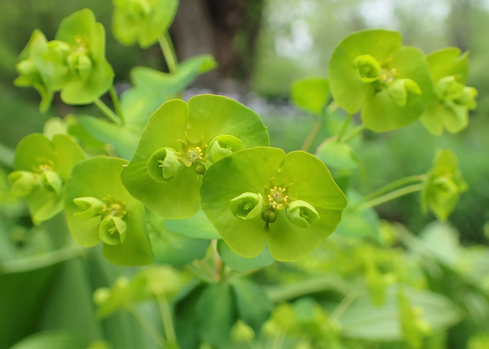 Wood Spurge (Euphorbia Robbiae) — This robust plant is well-suited for USDA hardiness zones 6 through 9; springtime sees it adorned with bright green-yellow