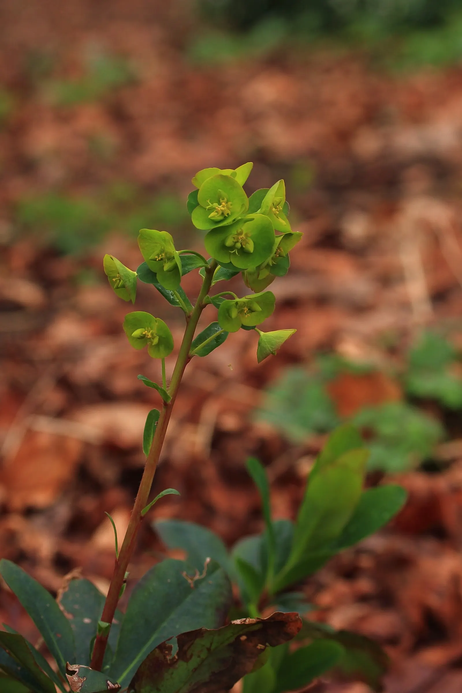 Wood Spurge (Euphorbia Robbiae) — expanding up to 24 inches wide and 18 inches tall; which can be irritating to skin and toxic if ingested, image 59