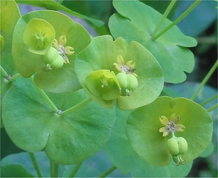 Wood Spurge (Euphorbia Robbiae) — green landscape even in shaded areas; springtime sees it adorned with bright green-yellow flower bracts