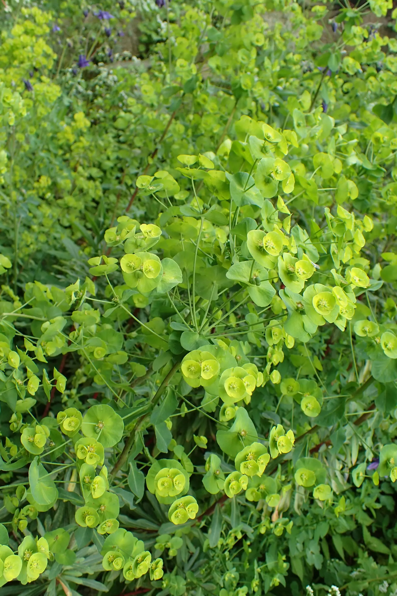 Wood Spurge (Euphorbia Robbiae) — This resilient ground cover thrives in partial to full shade; spreading mound that typically reaches around 1 foot in height