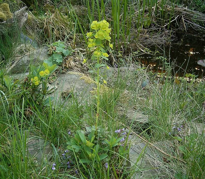 Wood Spurge (Euphorbia Robbiae) — with a spread of up to 1.5 feet