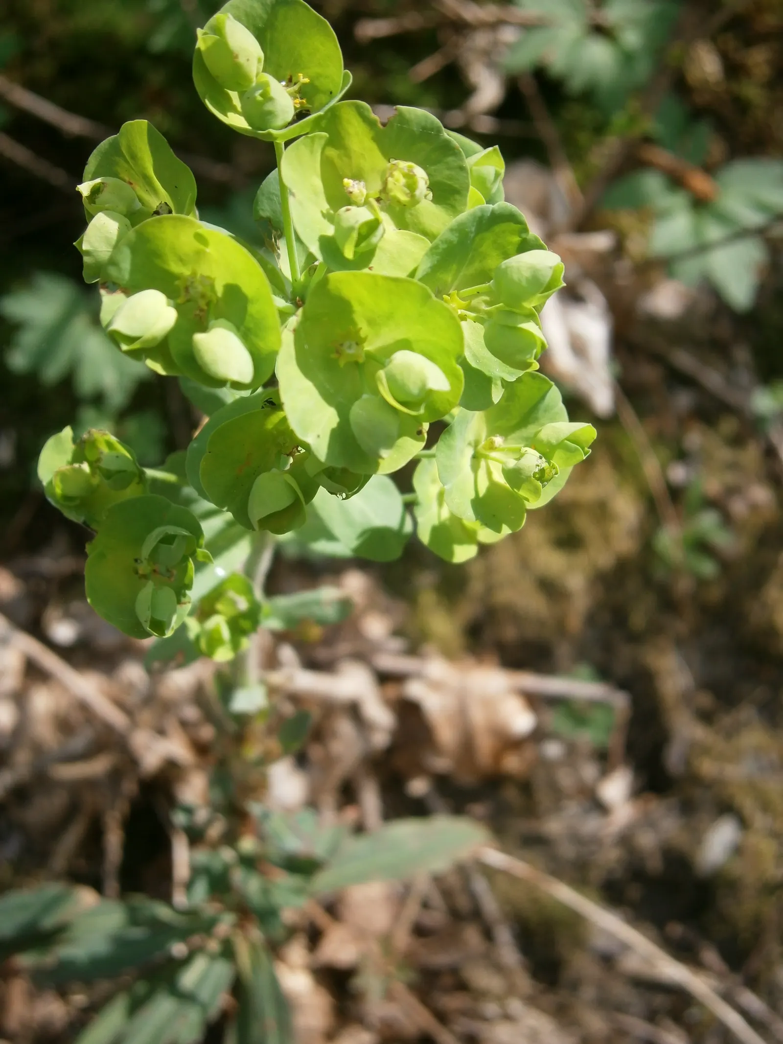 Wood Spurge (Euphorbia Robbiae) — <br><br>With its easy care and appealing appearance