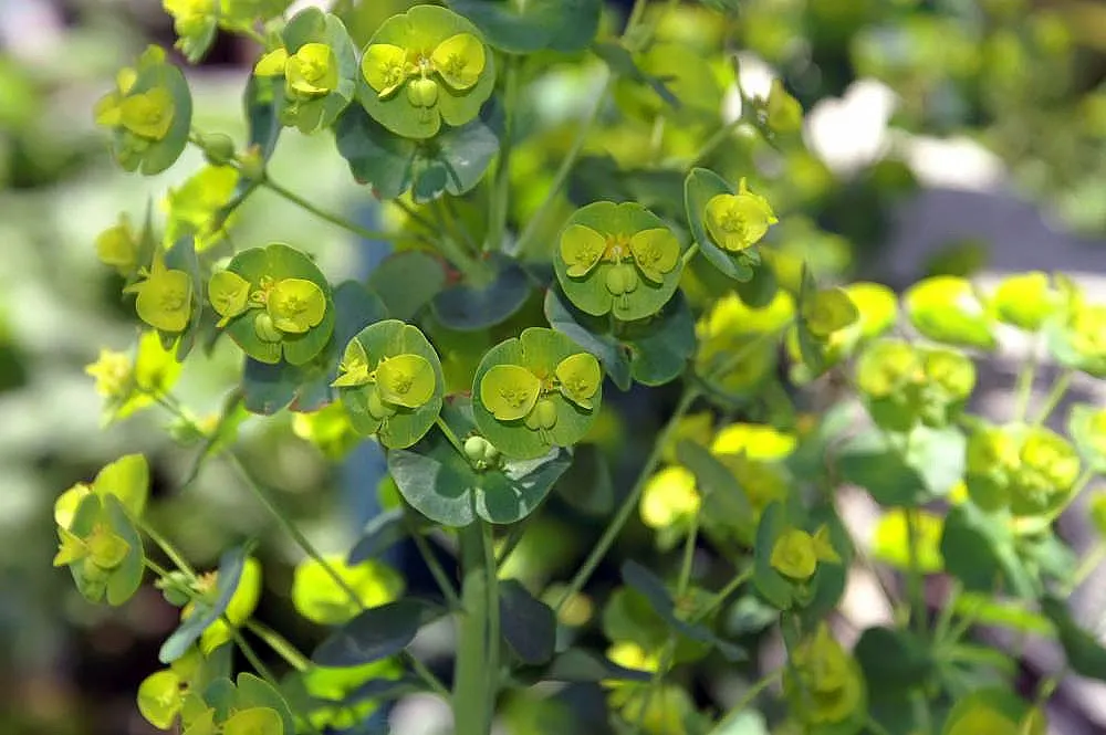 Wood Spurge (Euphorbia Robbiae) — thus caution should be exercised during handling