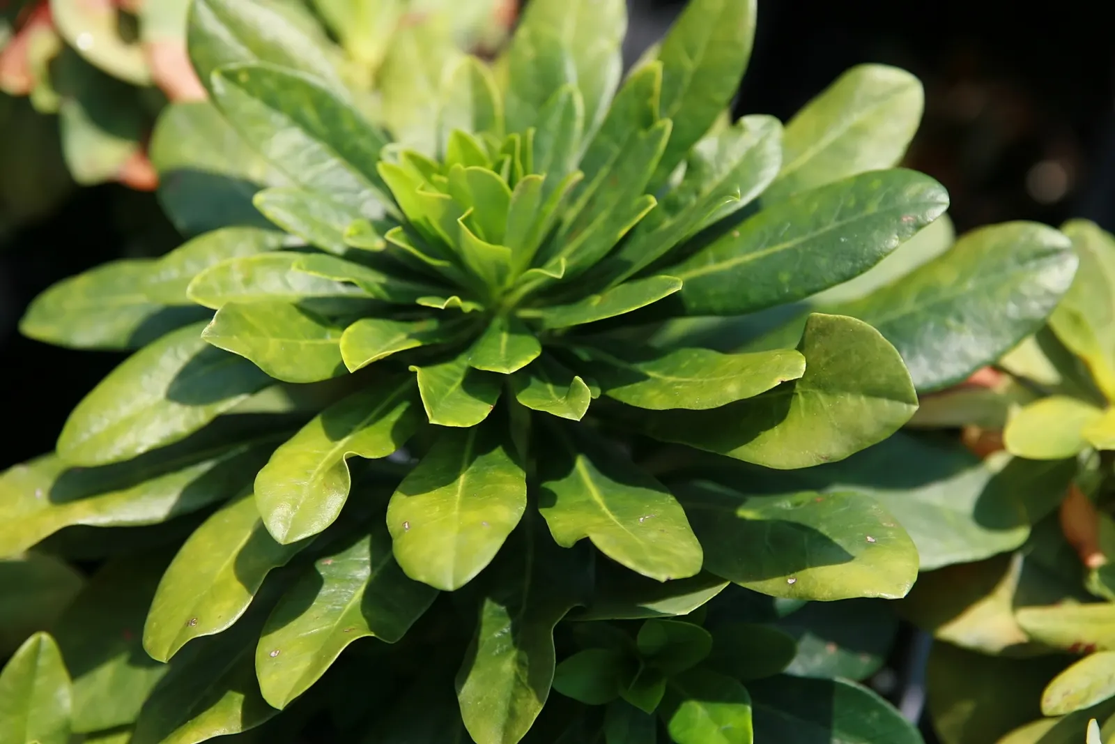 Wood Spurge (Euphorbia Robbiae) — Its drought tolerance is noteworthy, but regular watering will encourage lusher growth