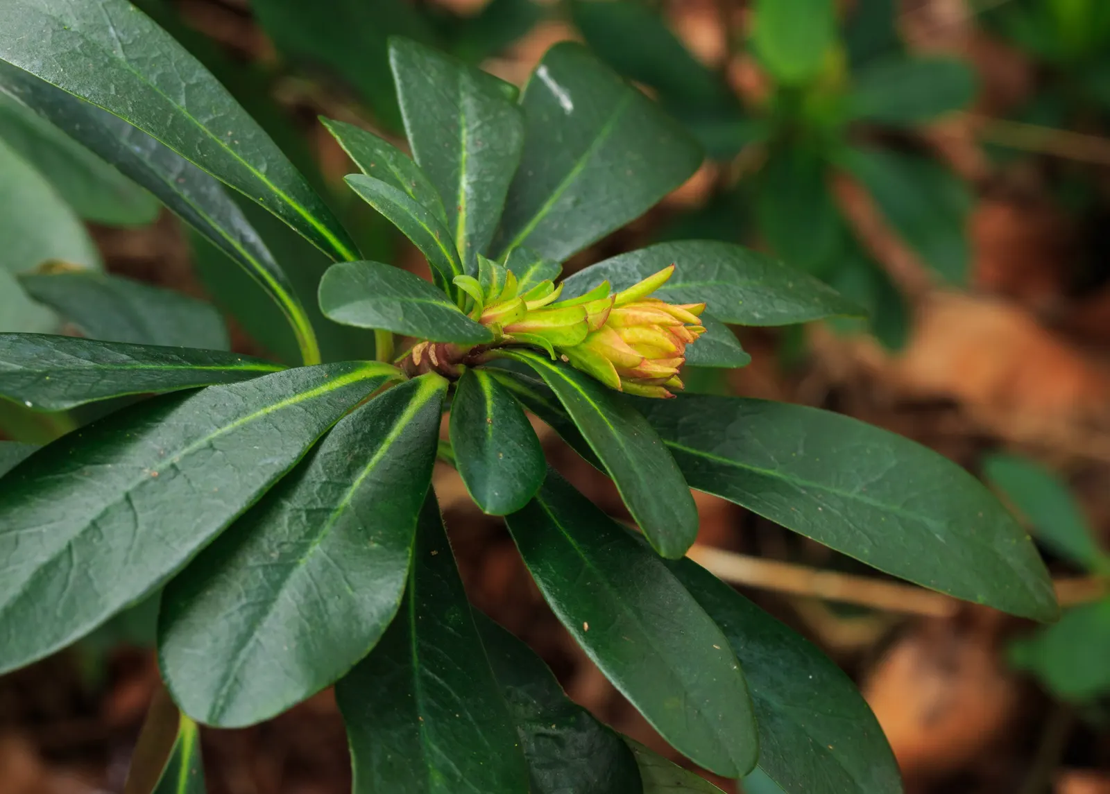 Wood Spurge (Euphorbia Robbiae) — shrub for full or half; green landscape even in shaded areas
