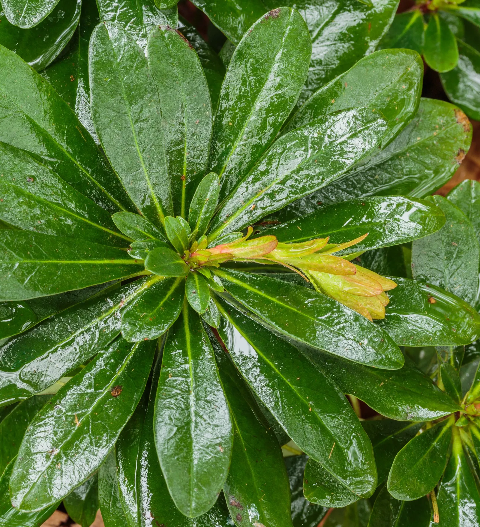 Wood Spurge (Euphorbia Robbiae) — <br><br>With its easy care and appealing appearance; which can be irritating to skin and toxic if ingested