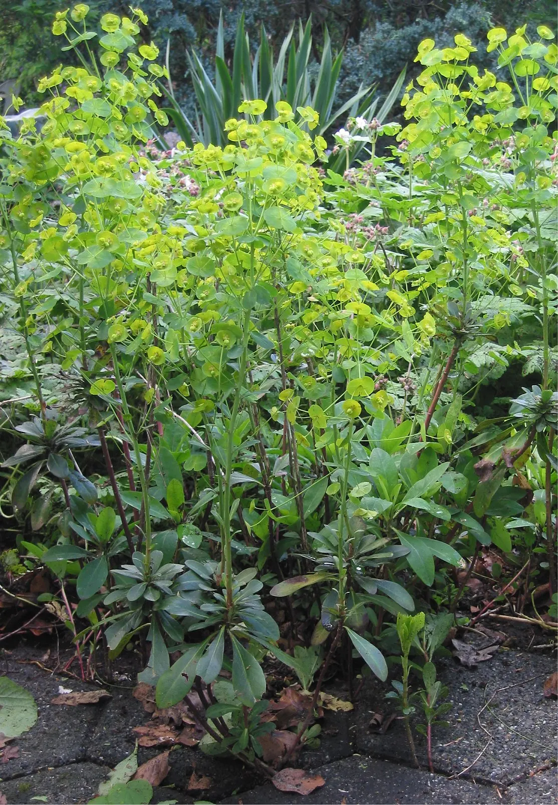 Wood Spurge (Euphorbia Robbiae) — preferring loamy or sandy substrates; springtime sees it adorned with bright green-yellow flower bracts