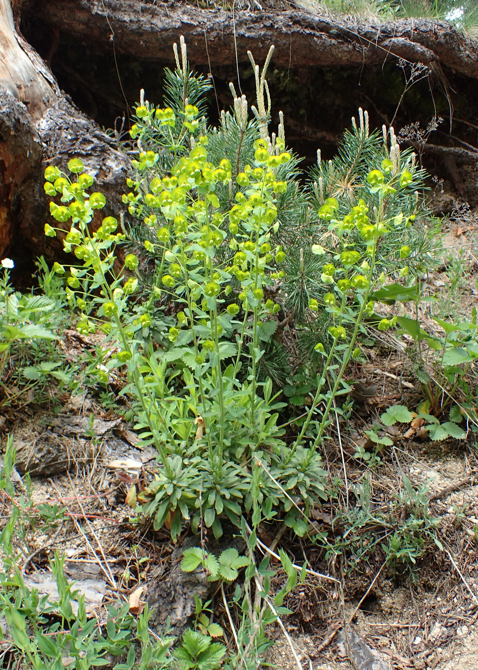 Wood Spurge (Euphorbia Robbiae) — shrub with green and yellow blooms