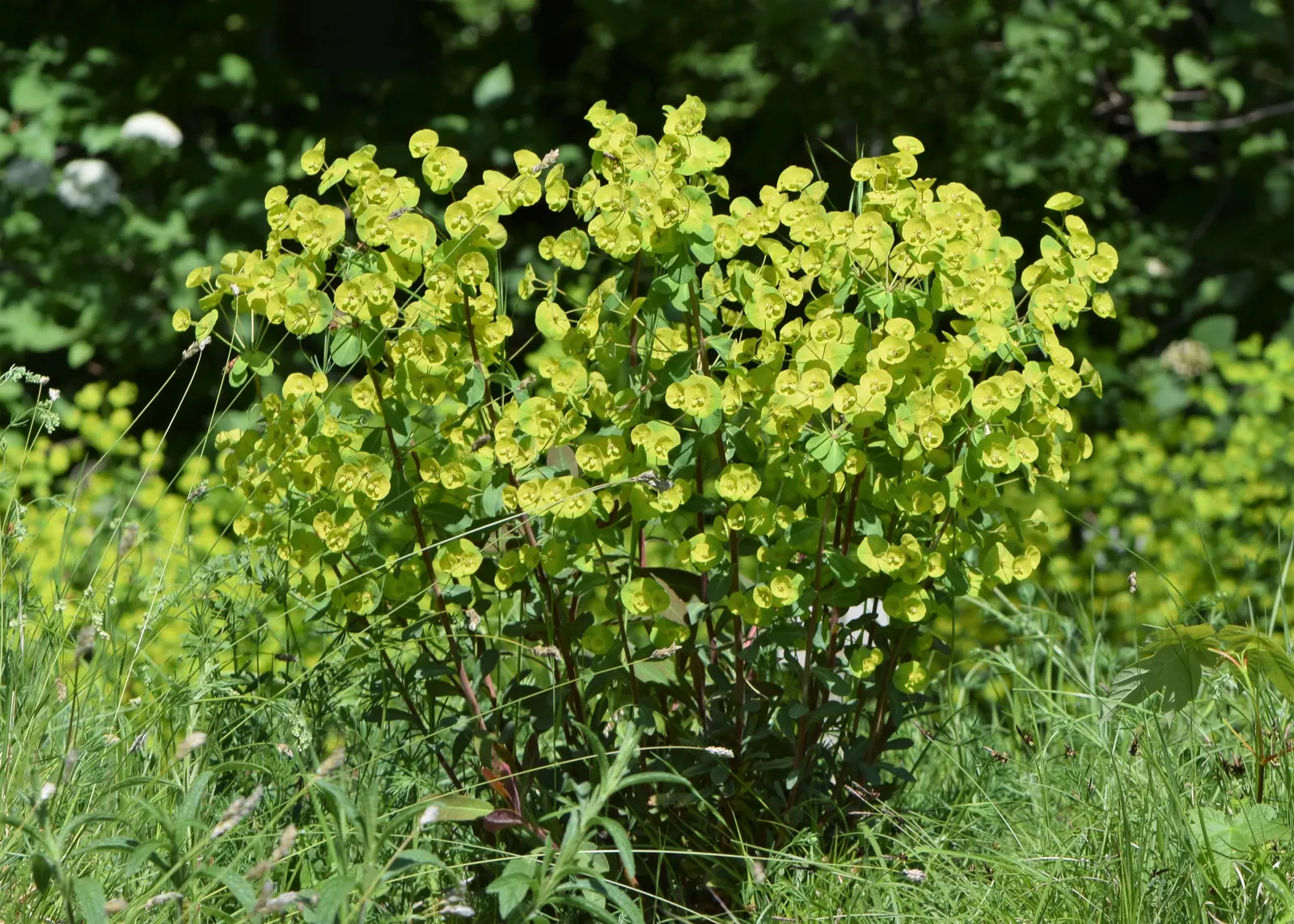 Wood Spurge (Euphorbia Robbiae) — effortlessly fitting into woodland gardens; spreading mound that typically reaches around 1 foot in height