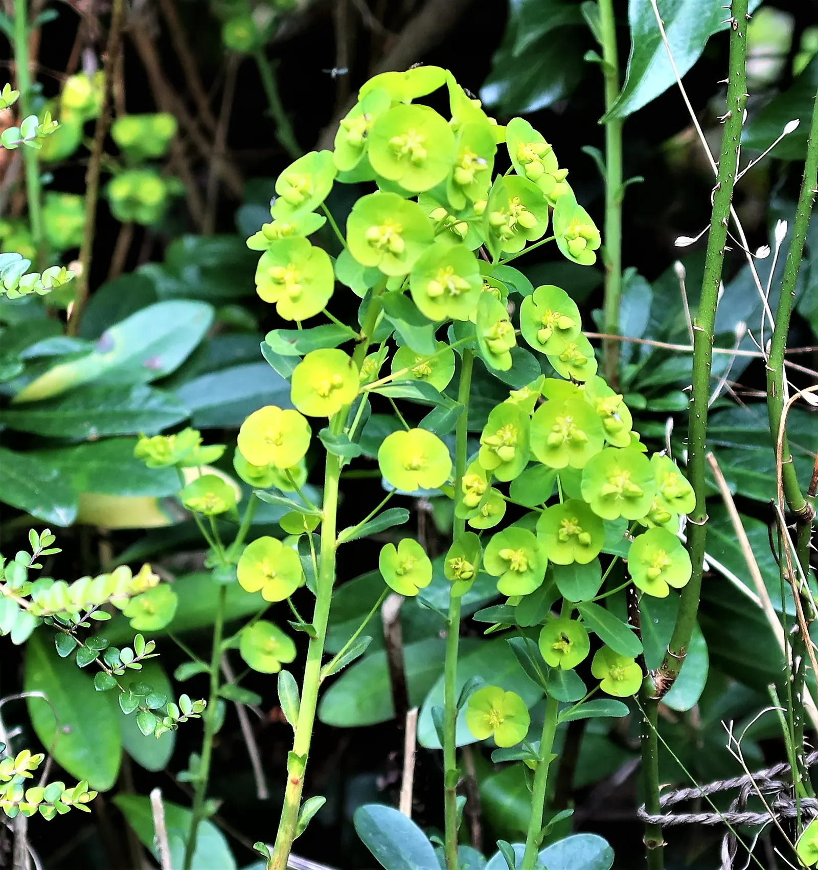 Wood Spurge (Euphorbia Robbiae) — and it prospers in both full shade and partial sun