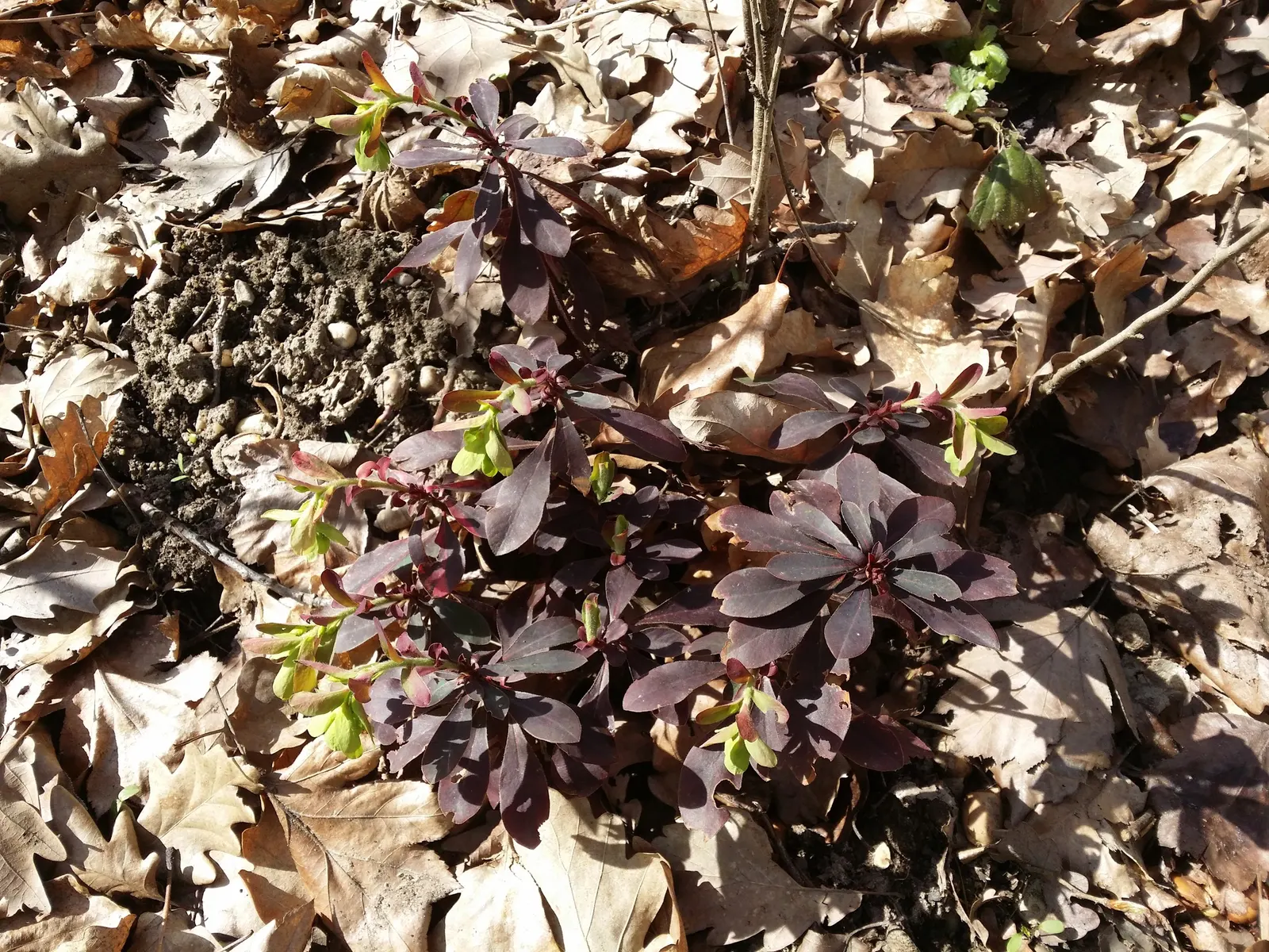 Wood Spurge (Euphorbia Robbiae) — Wood Spurge (Euphorbia robbiae) is an evergreen perennial boasting robust, leathery leaves; springtime sees it adorned with