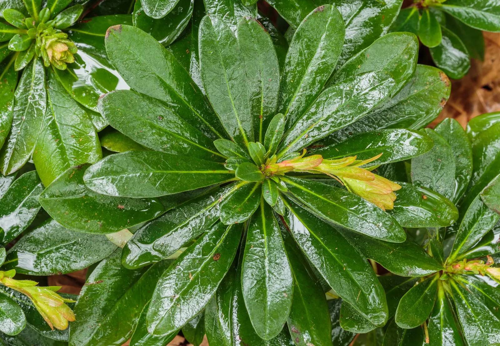 Wood Spurge (Euphorbia Robbiae) — Wood Spurge (Euphorbia robbiae) is an evergreen perennial boasting robust, leathery leaves; springtime sees it, image 57