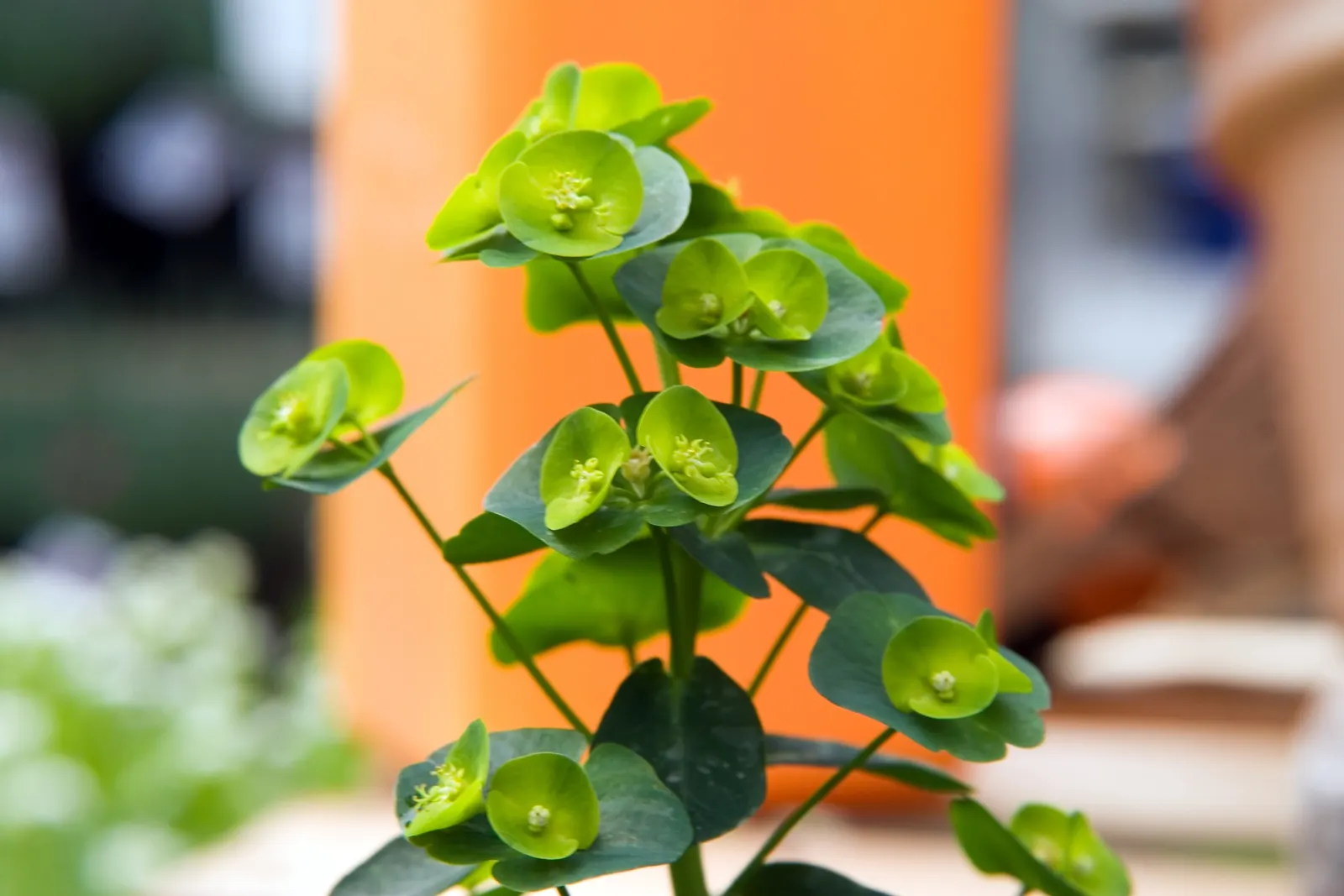 Wood Spurge (Euphorbia Robbiae) — This low maintenance choice is excellent for adding texture and year-round interest