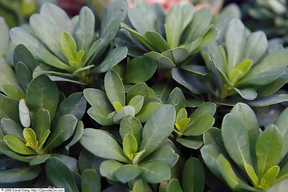 Wood Spurge (Euphorbia Robbiae) — which also makes them an excellent ground cover option.<br><br>Of particular note is the plant's milky sap