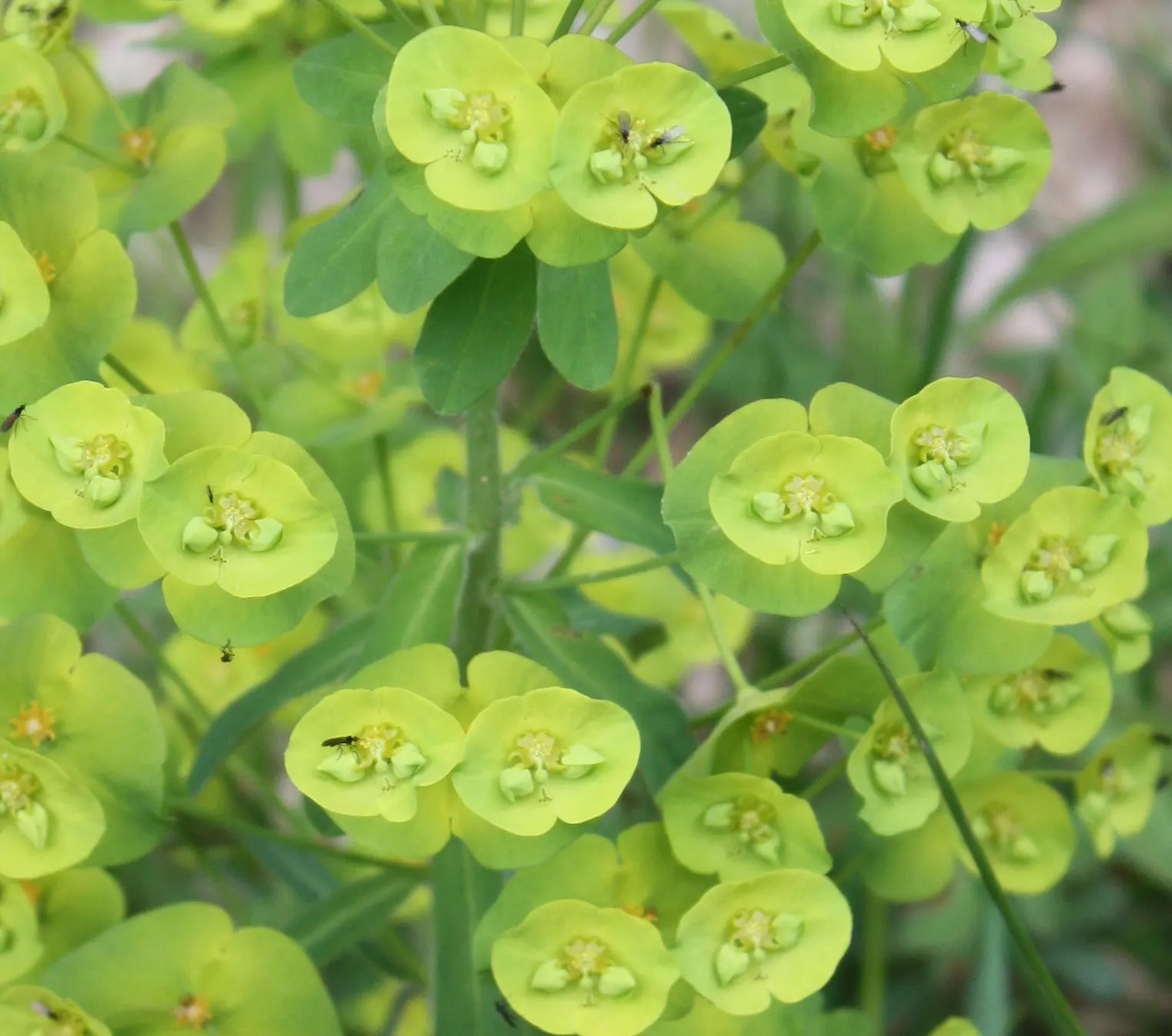 Wood Spurge (Euphorbia Robbiae) — which also makes them an excellent ground cover option.<br><br>Of particular note is the plant's milky sap; springtime sees