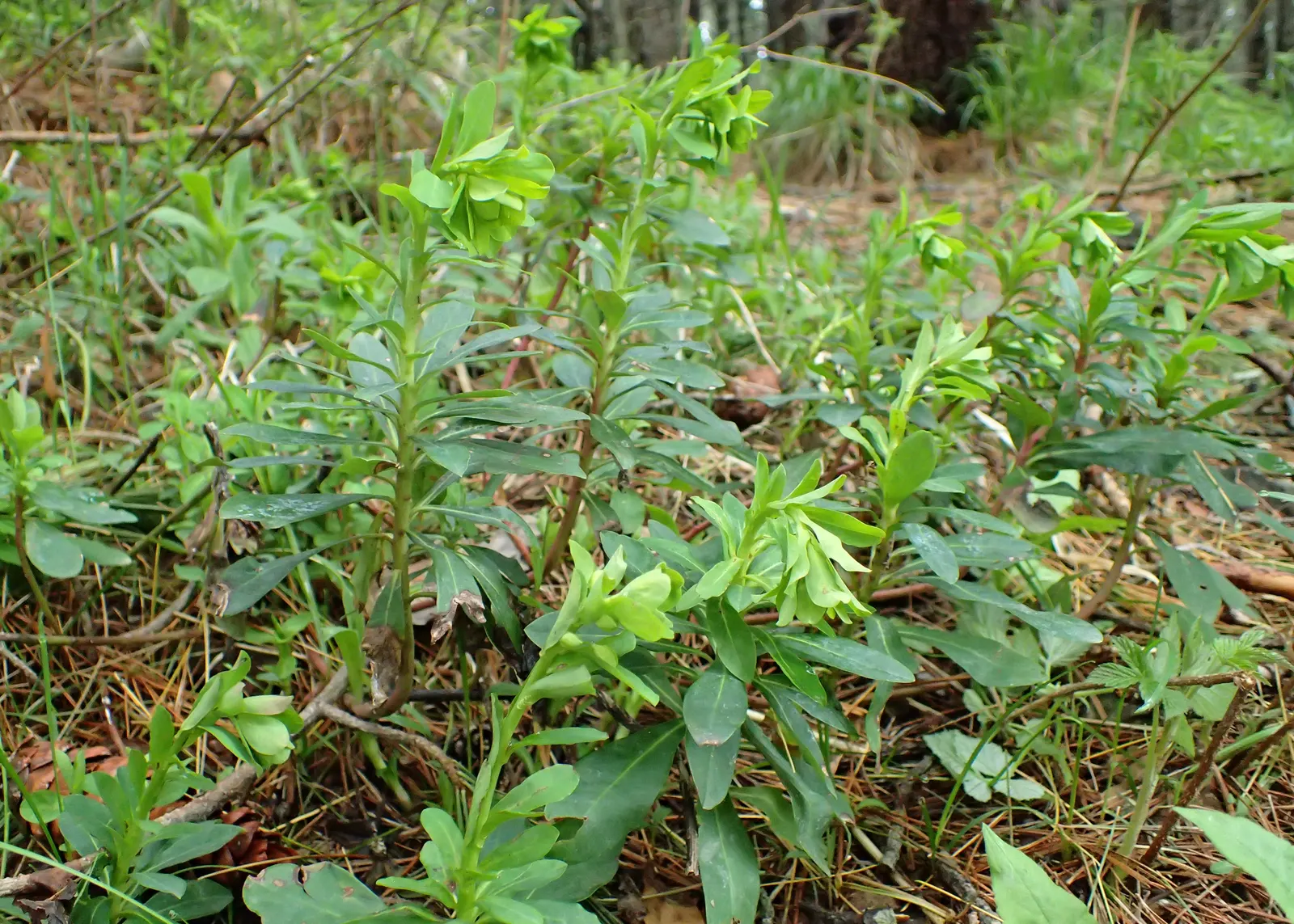 Wood Spurge (Euphorbia Robbiae) — shrub for full or half
