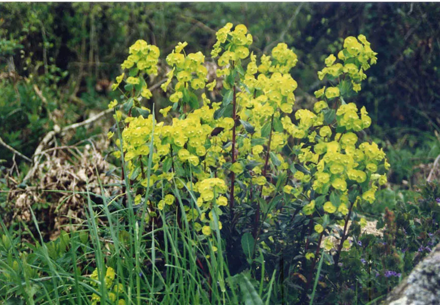 Wood Spurge (Euphorbia Robbiae) — Ideal for united underplanting; springtime sees it adorned with bright green-yellow flower bracts