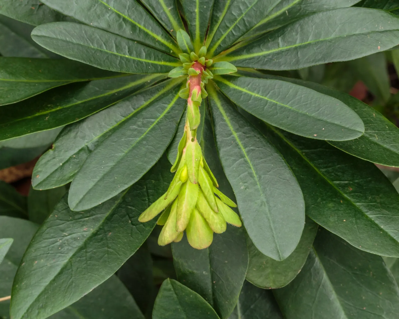 Wood Spurge (Euphorbia Robbiae) — shrub with green and yellow blooms; which can be irritating to skin and toxic if ingested