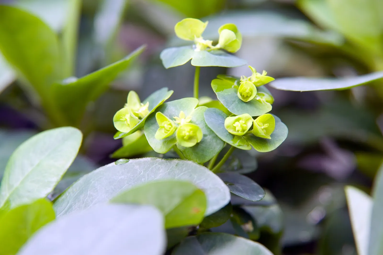Wood Spurge (Euphorbia Robbiae) — Always don gloves when pruning or transplanting