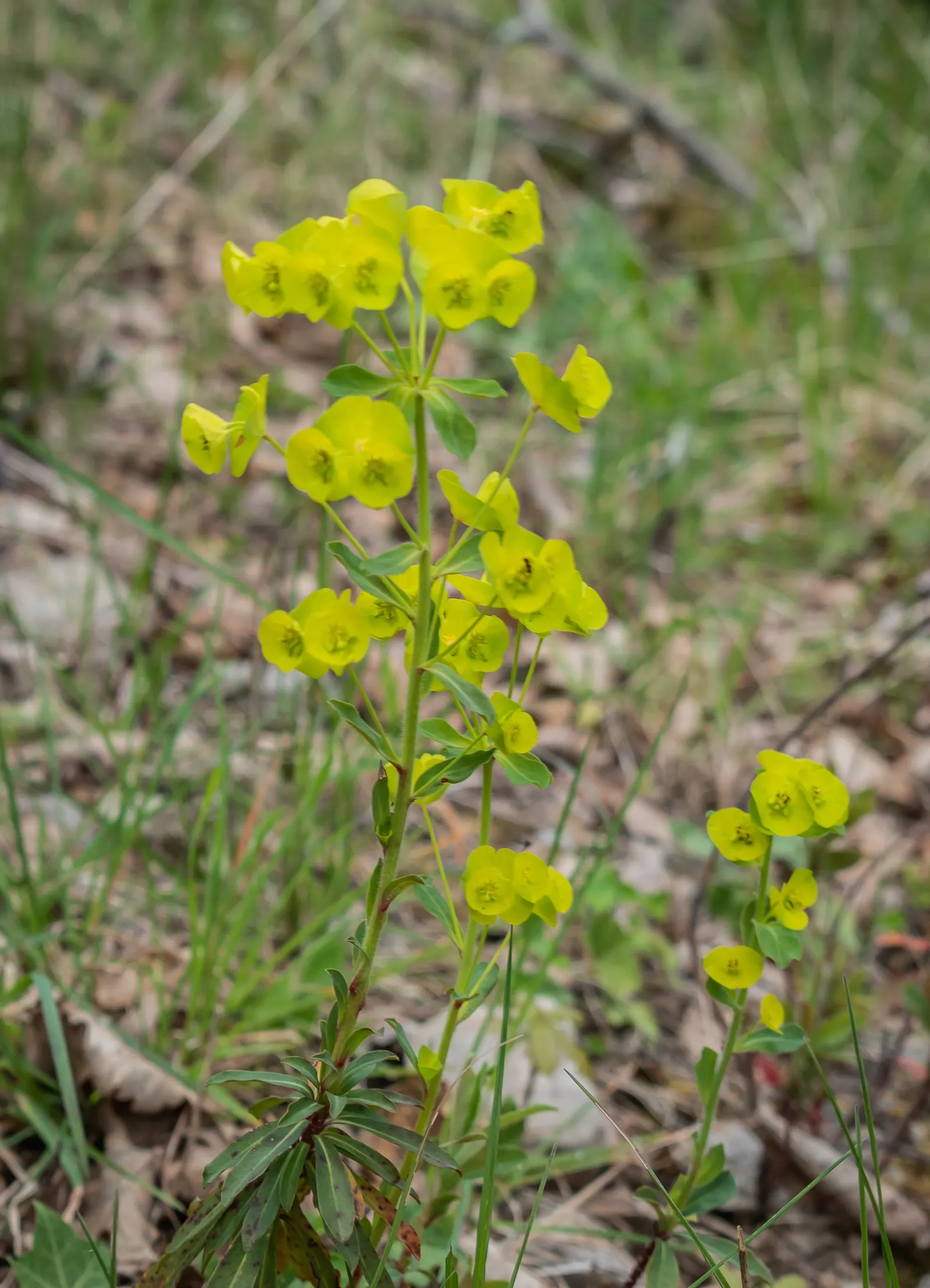 Wood Spurge (Euphorbia Robbiae) — Caution advised due to its toxic sap; green landscape even in shaded areas