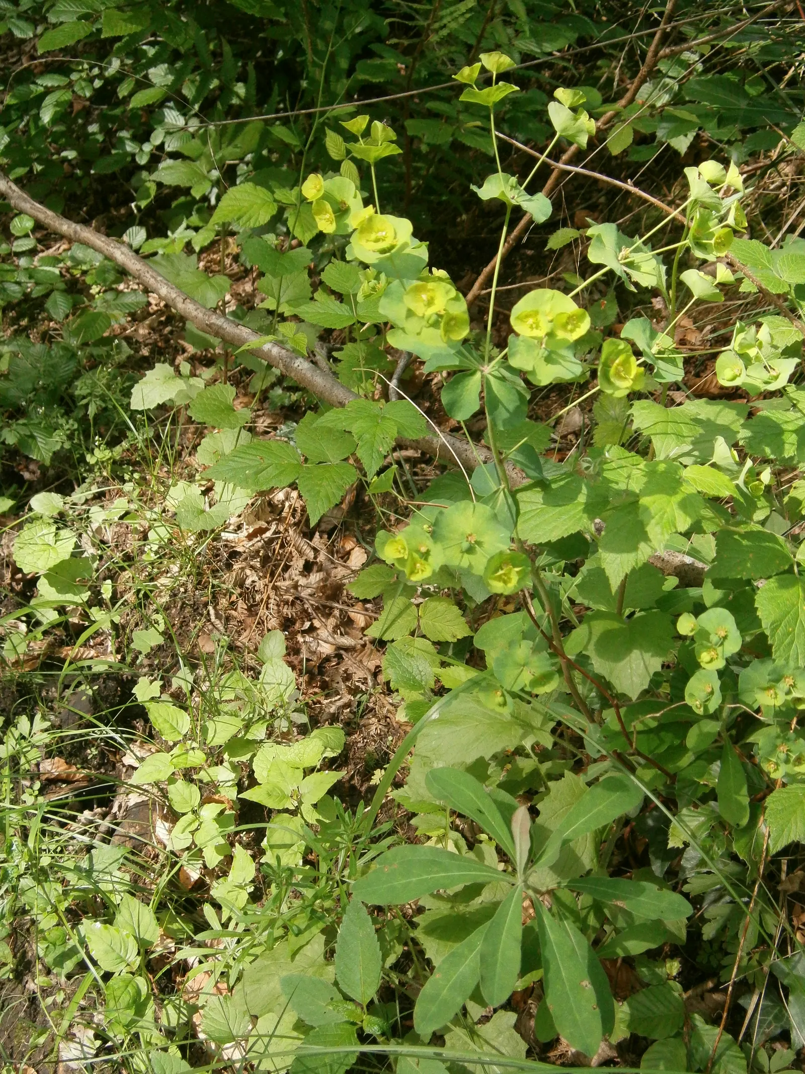 Wood Spurge (Euphorbia Robbiae) — requires well-draining soil; spreading mound that typically reaches around 1 foot in height