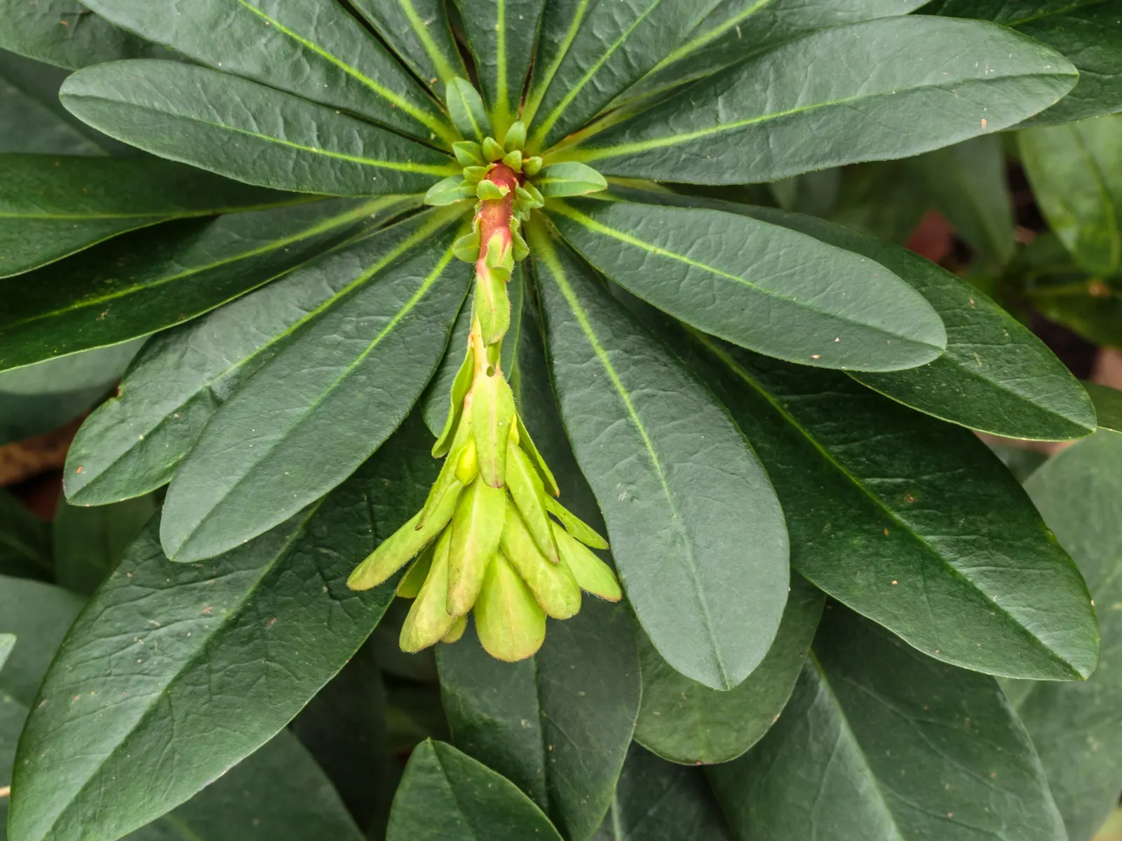 Wood Spurge (Euphorbia Robbiae) — green and yellow flowers in the garden; spreading mound that typically reaches around 1 foot in height