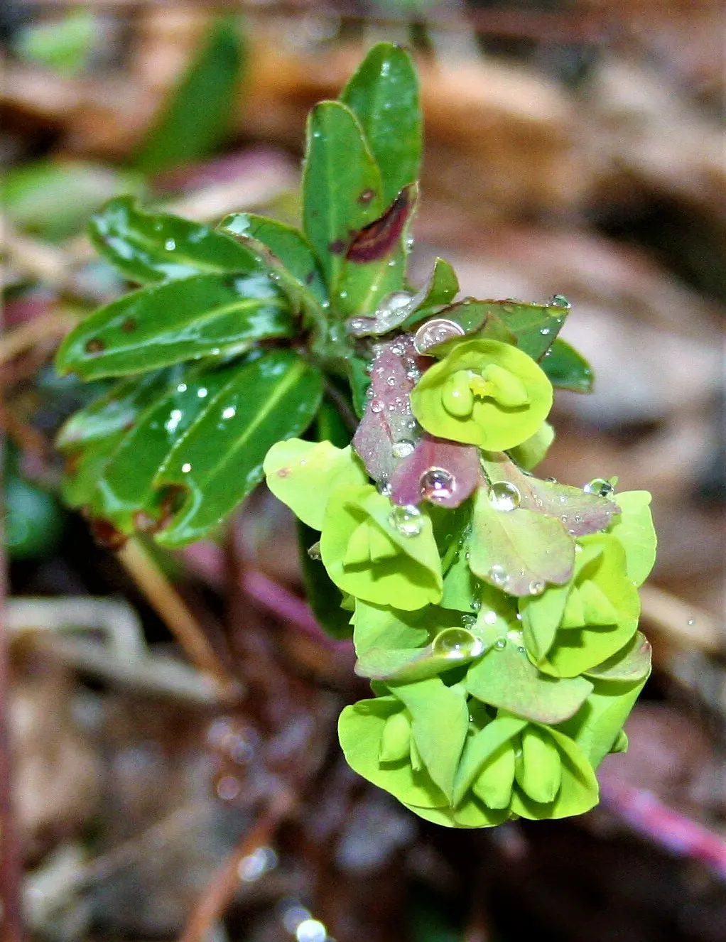 Wood Spurge (Euphorbia Robbiae) — Caution advised due to its toxic sap
