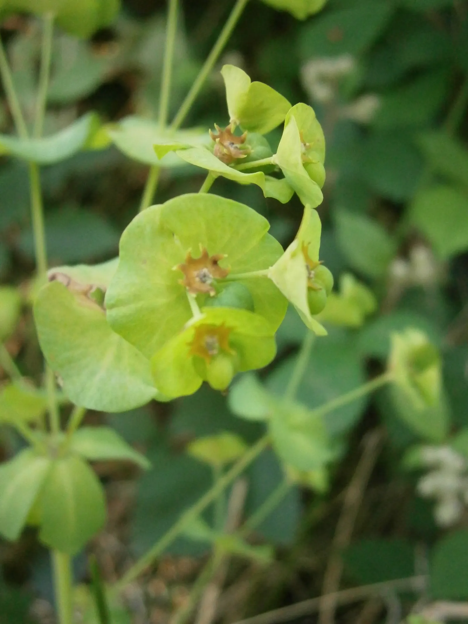 Wood Spurge (Euphorbia Robbiae) — Wood Spurge will surely enhance the client's garden