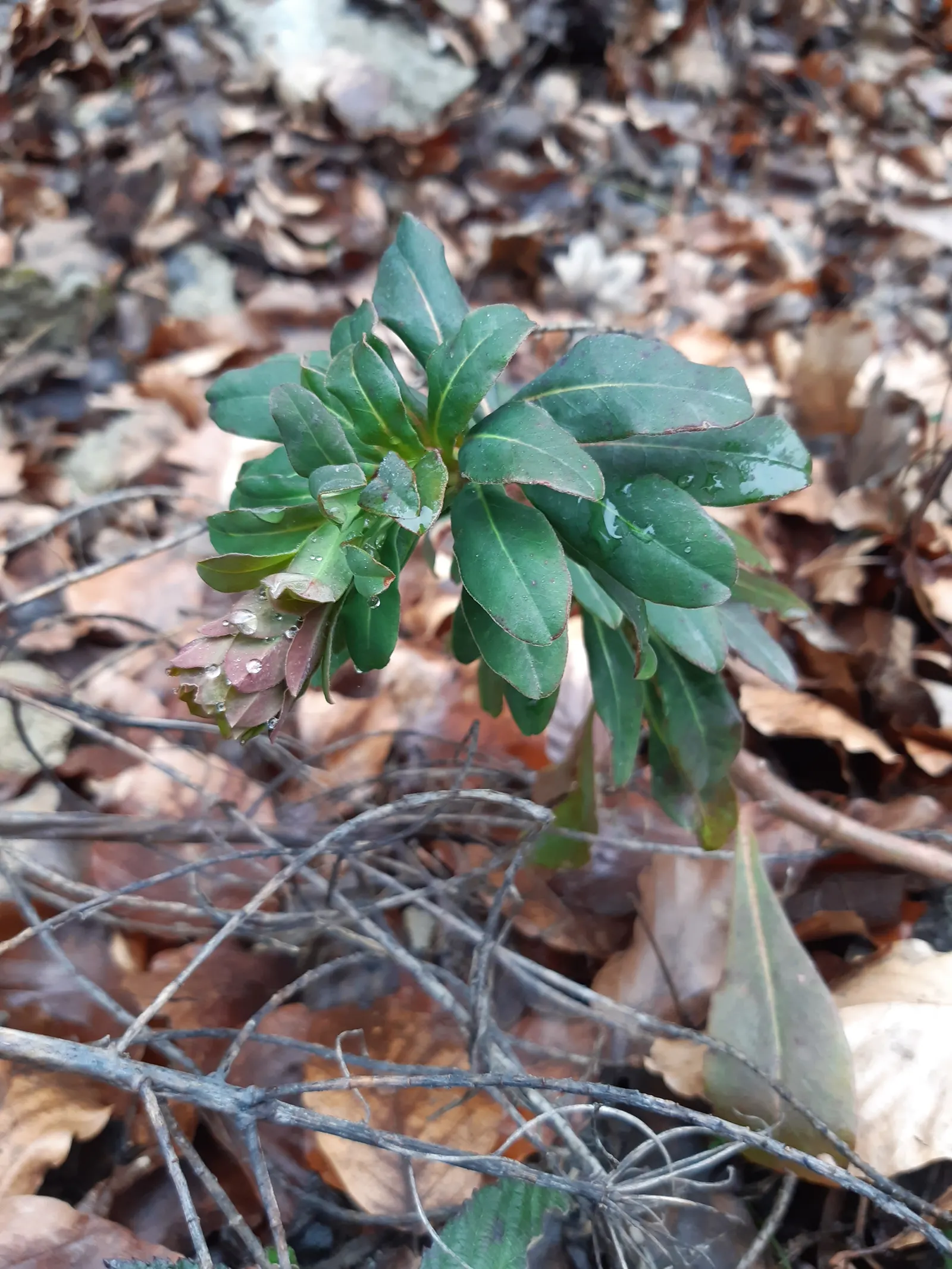 Wood Spurge (Euphorbia Robbiae) — This low maintenance choice is excellent for adding texture and year-round interest; springtime sees it adorned with bright
