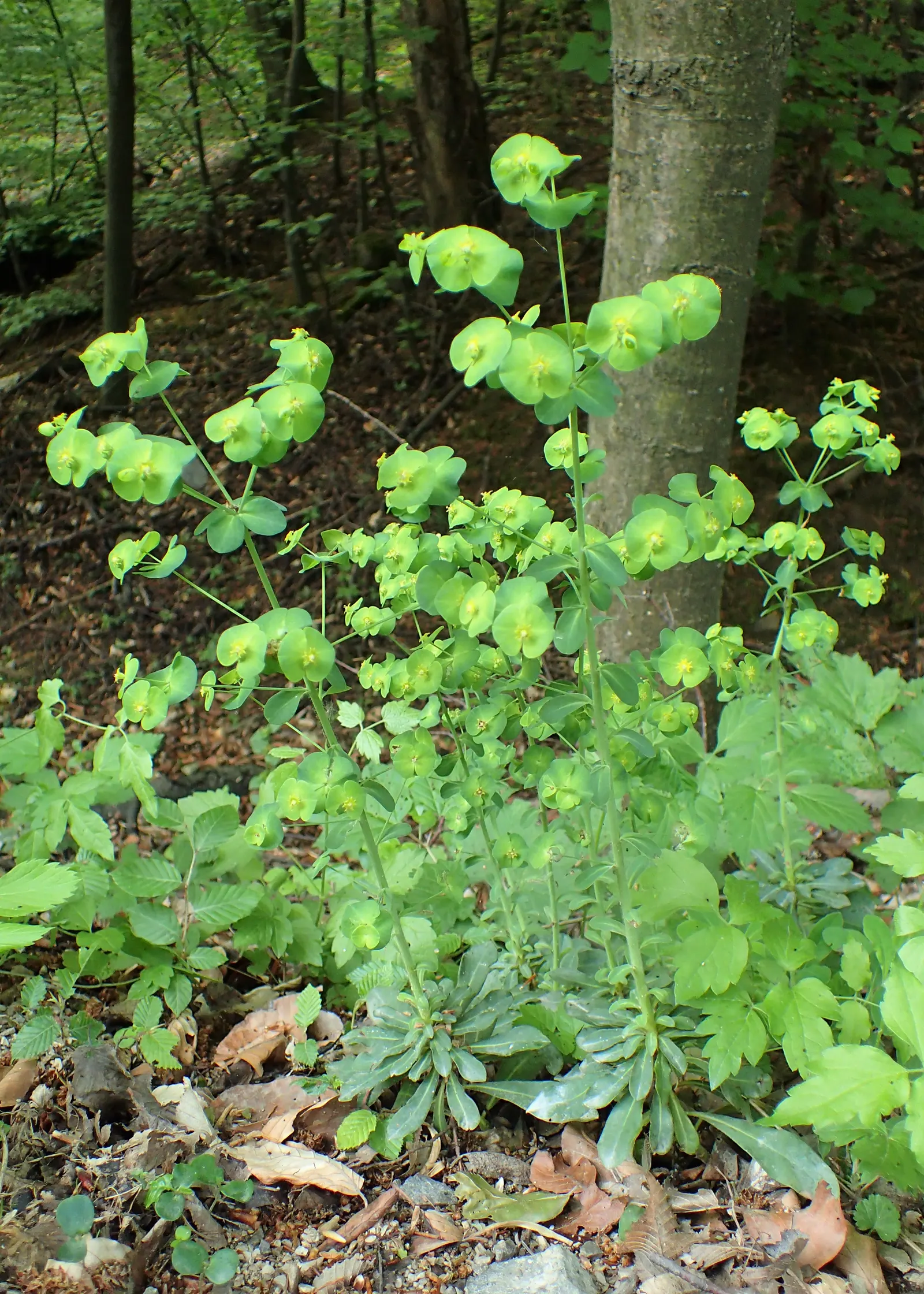 Wood Spurge (Euphorbia Robbiae) — and it prospers in both full shade and partial sun; spreading mound that typically reaches around 1 foot in height
