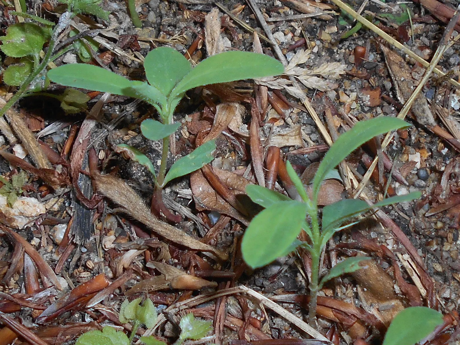 Wood Spurge (Euphorbia Robbiae) — Always don gloves when pruning or transplanting; green landscape even in shaded areas