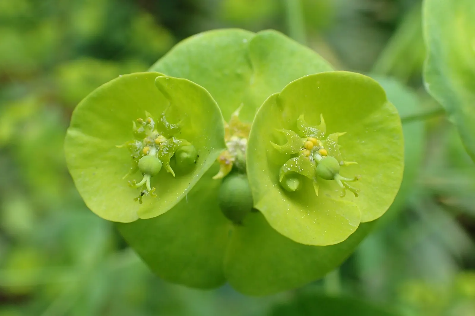 Wood Spurge (Euphorbia Robbiae) — with a spread of up to 1.5 feet; green landscape even in shaded areas