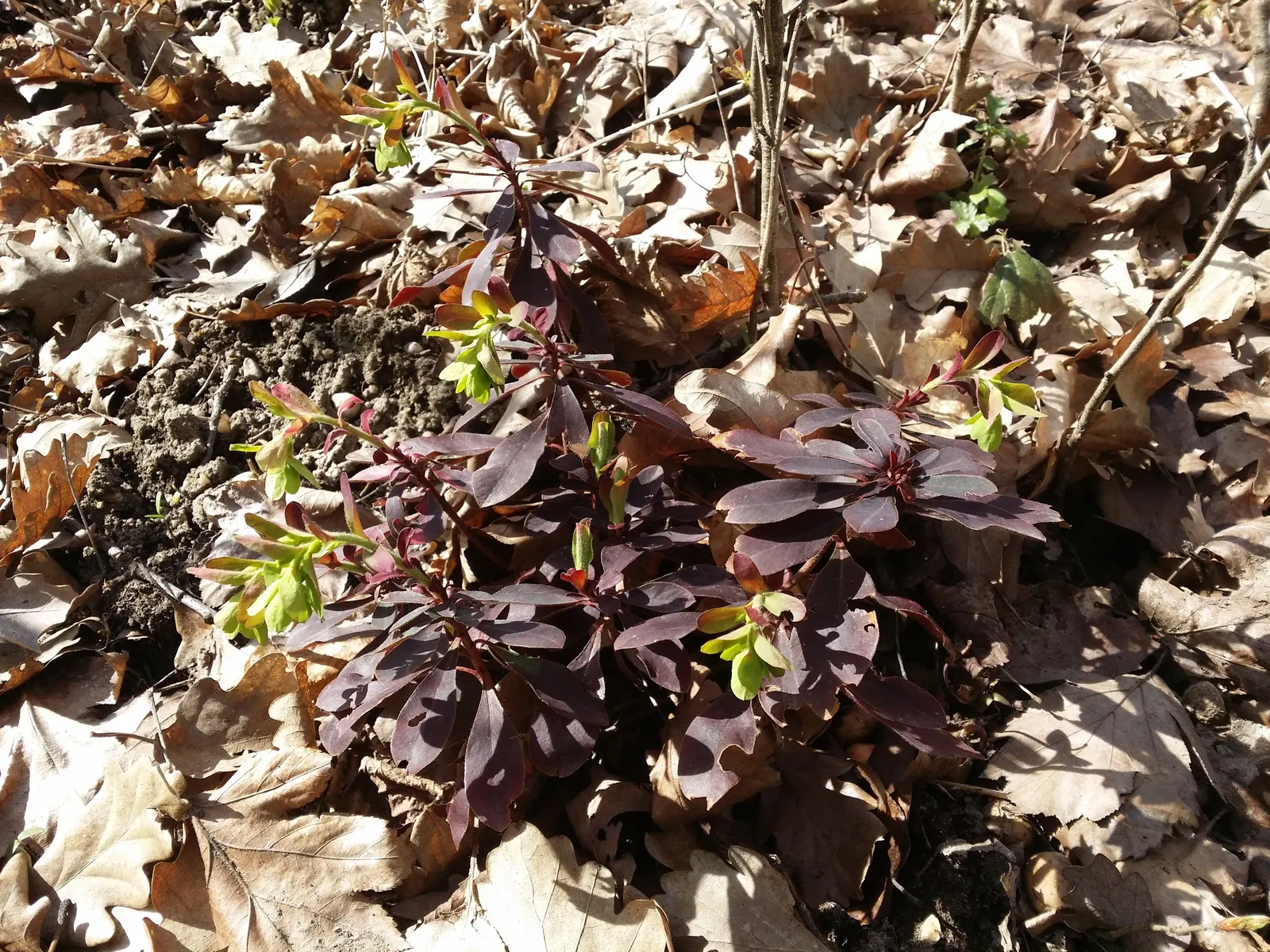 Wood Spurge (Euphorbia Robbiae) — effortlessly fitting into woodland gardens