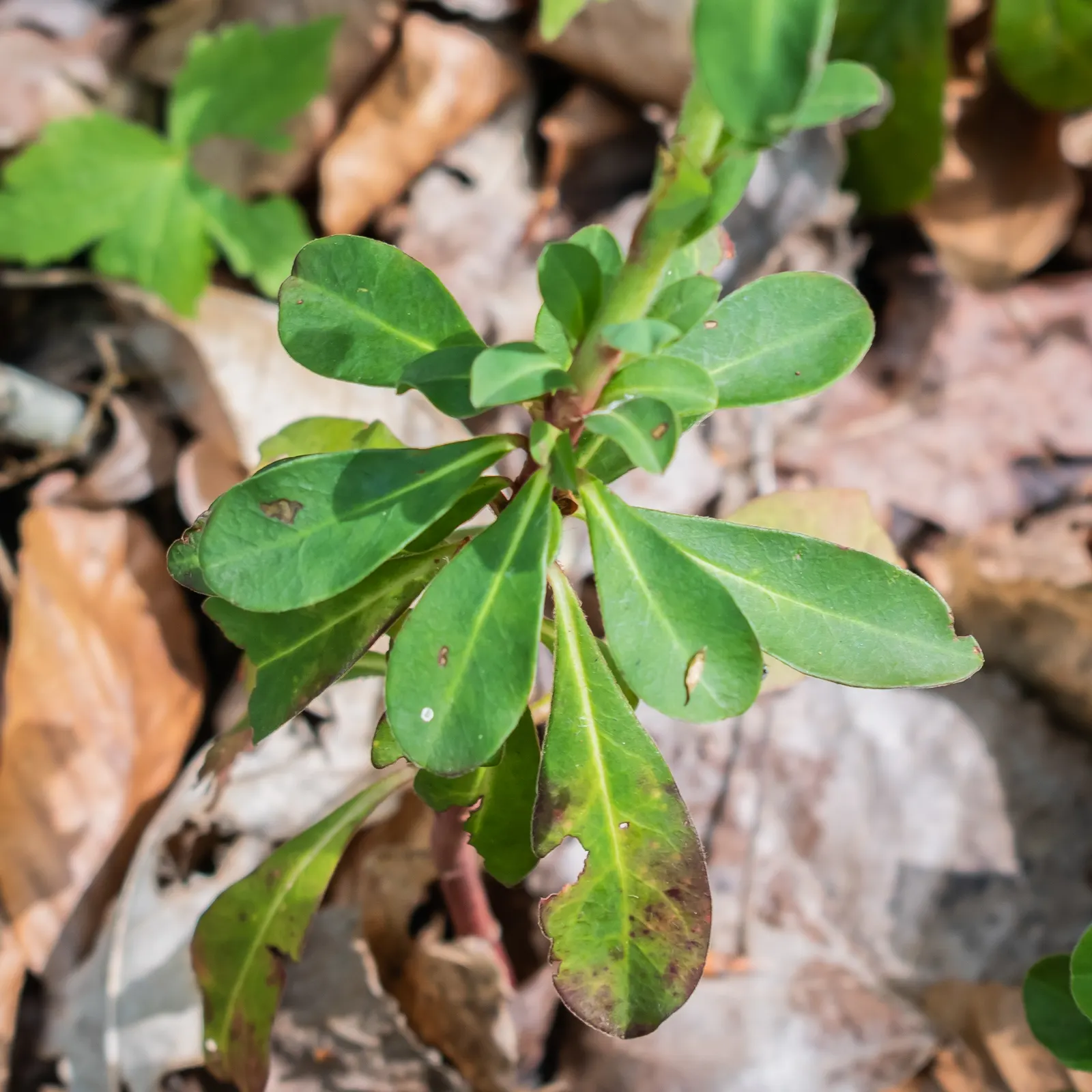 Wood Spurge (Euphorbia Robbiae) — green and yellow flowers in the garden