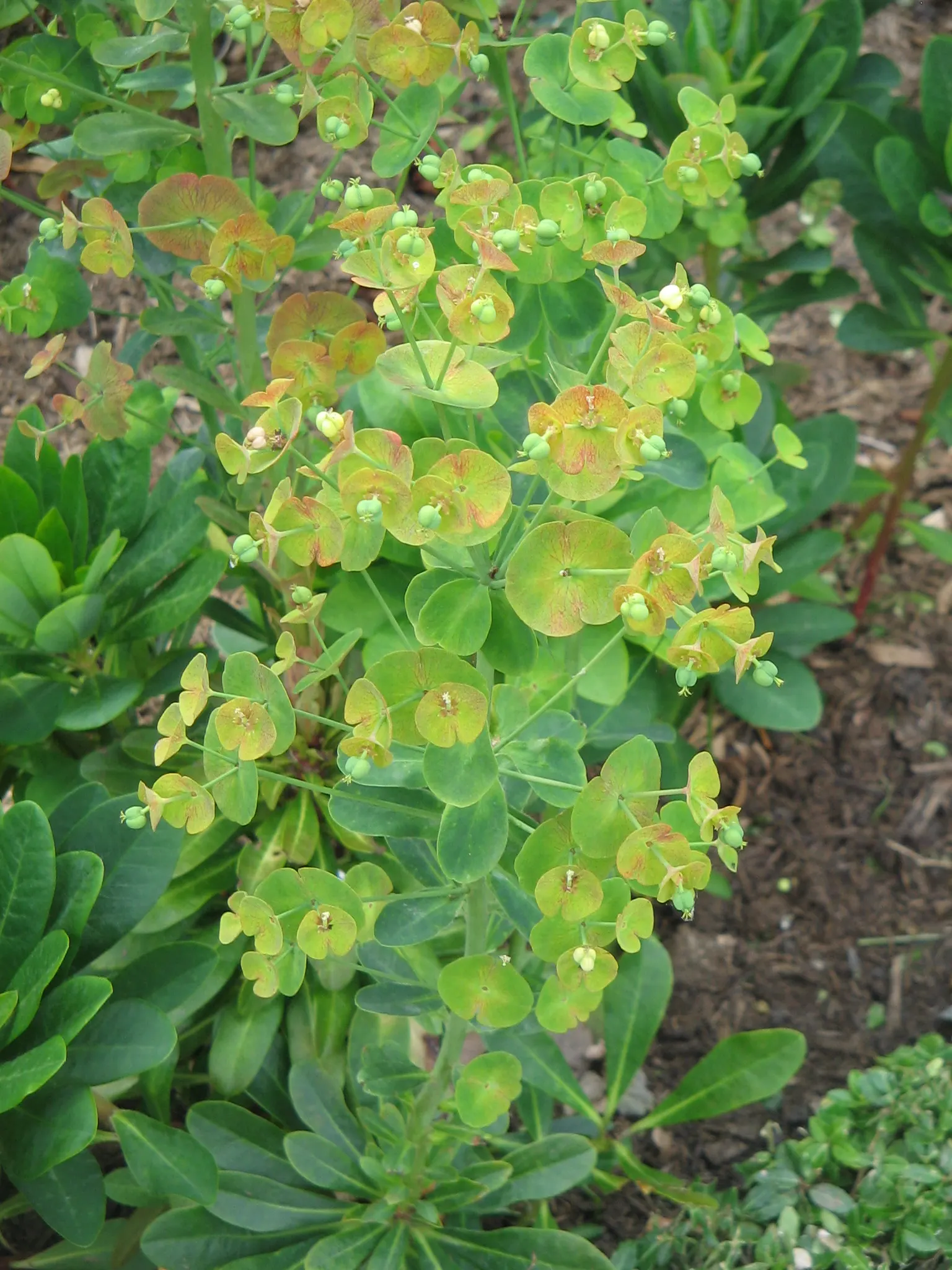 Wood Spurge (Euphorbia Robbiae) — leathery leaves that are rich green in color