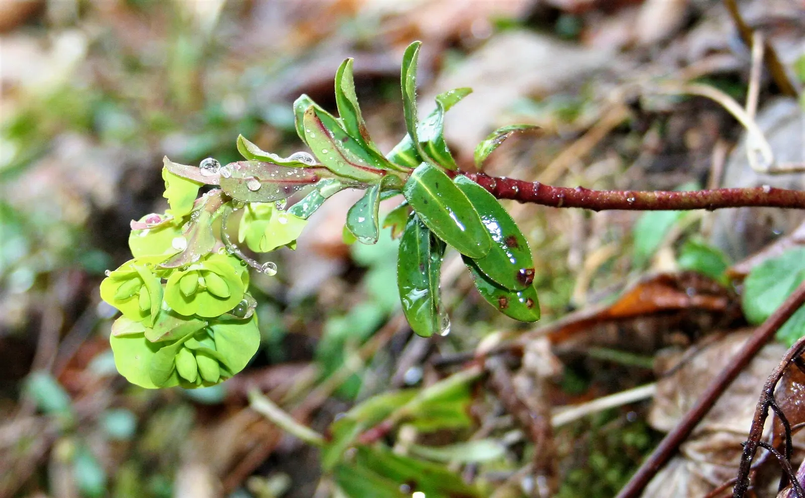 Wood Spurge (Euphorbia Robbiae) — plants should be situated approximately 1 foot apart to allow for their spreading habit; green landscape even in shaded areas