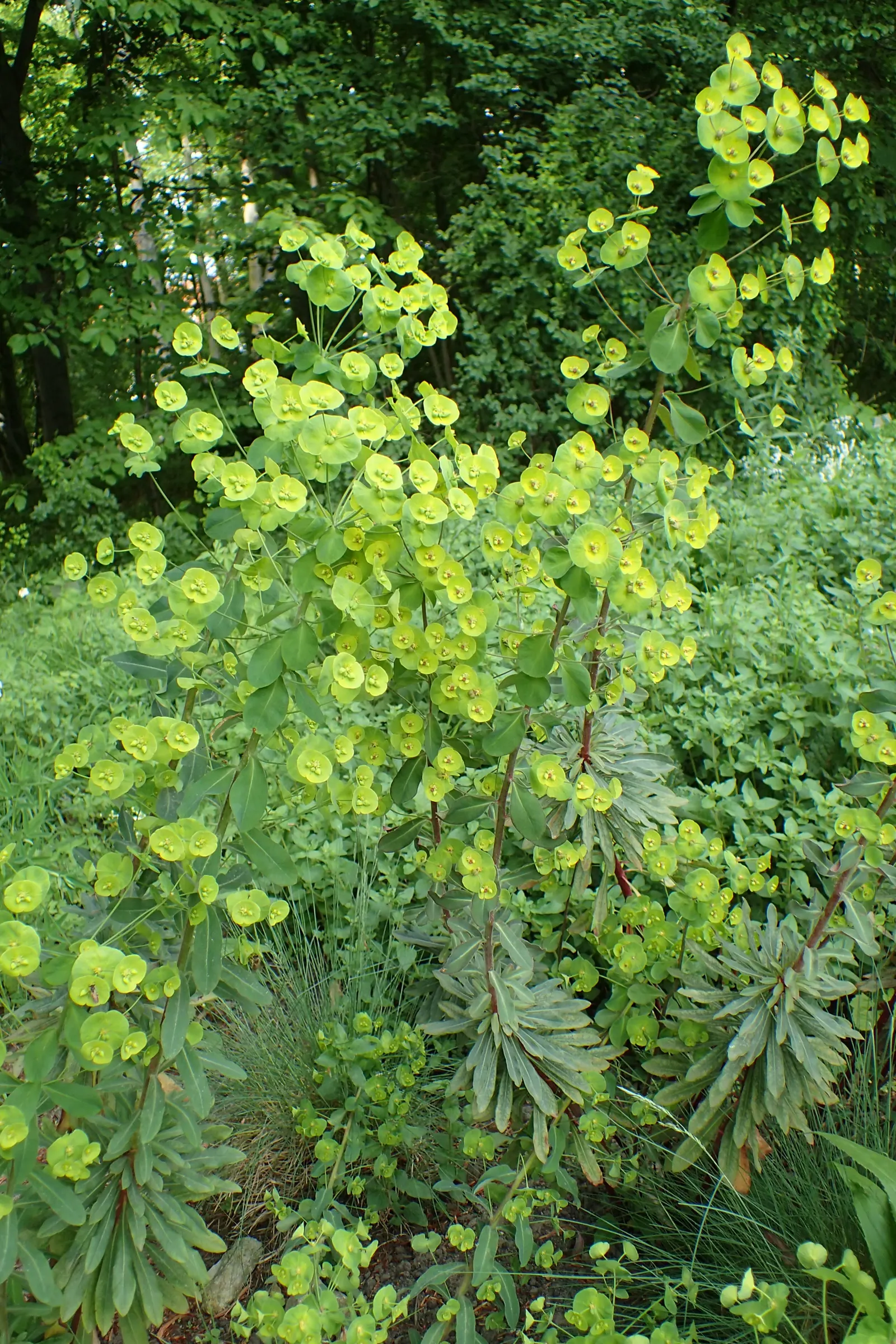 Wood Spurge (Euphorbia Robbiae) — leathery leaves that are rich green in color; spreading mound that typically reaches around 1 foot in height