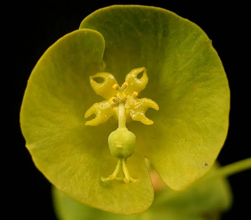 Wood Spurge (Euphorbia Robbiae) — spreading mound that typically reaches around 1 foot in height