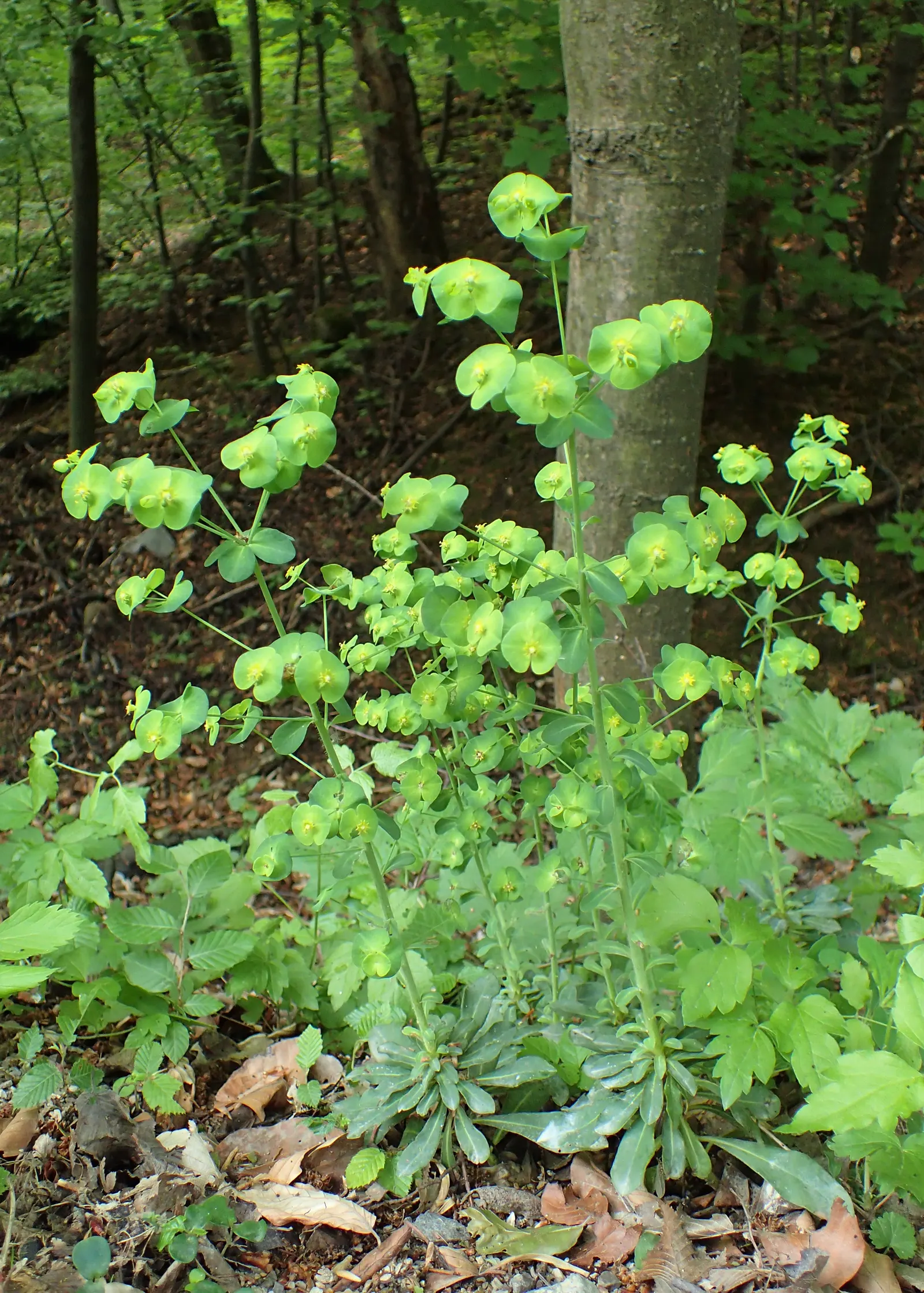 Wood Spurge (Euphorbia Robbiae) — and offers excellent deer resistance; which can be irritating to skin and toxic if ingested