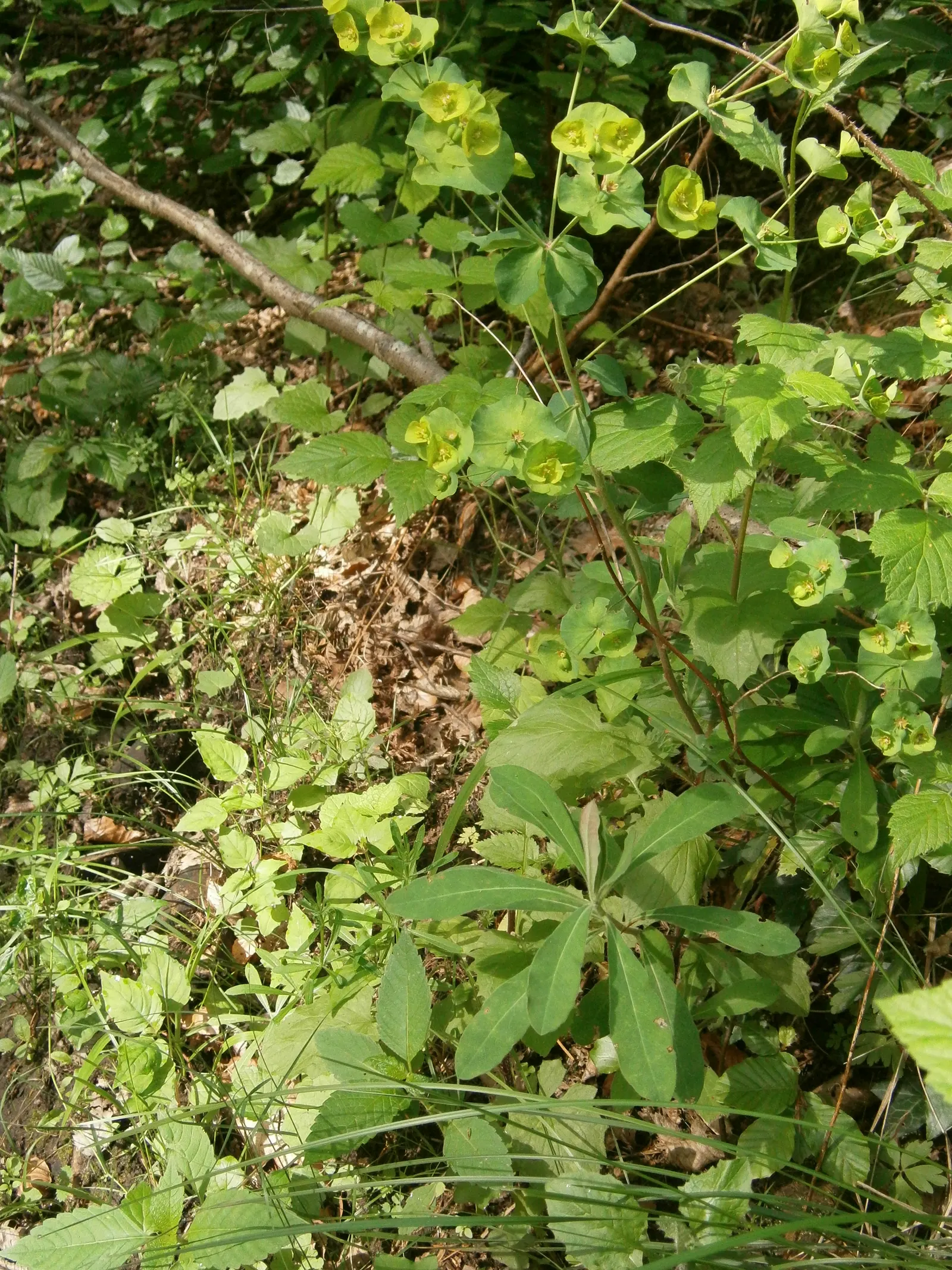 Wood Spurge (Euphorbia Robbiae) — green landscape even in shaded areas
